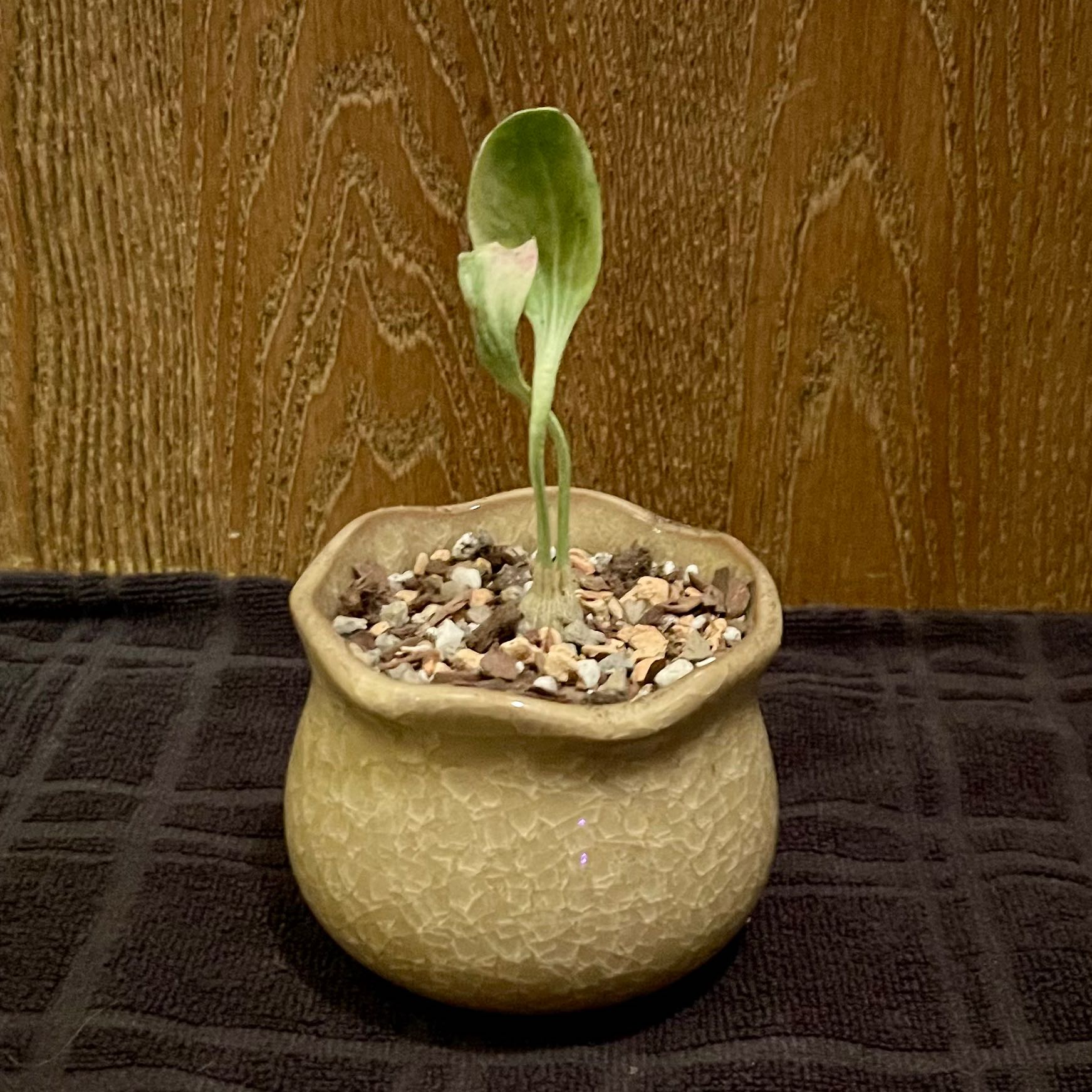 Photo of the plant species Berlandier's Nettlespurge by @riverzend named búdda on Greg, the plant care app