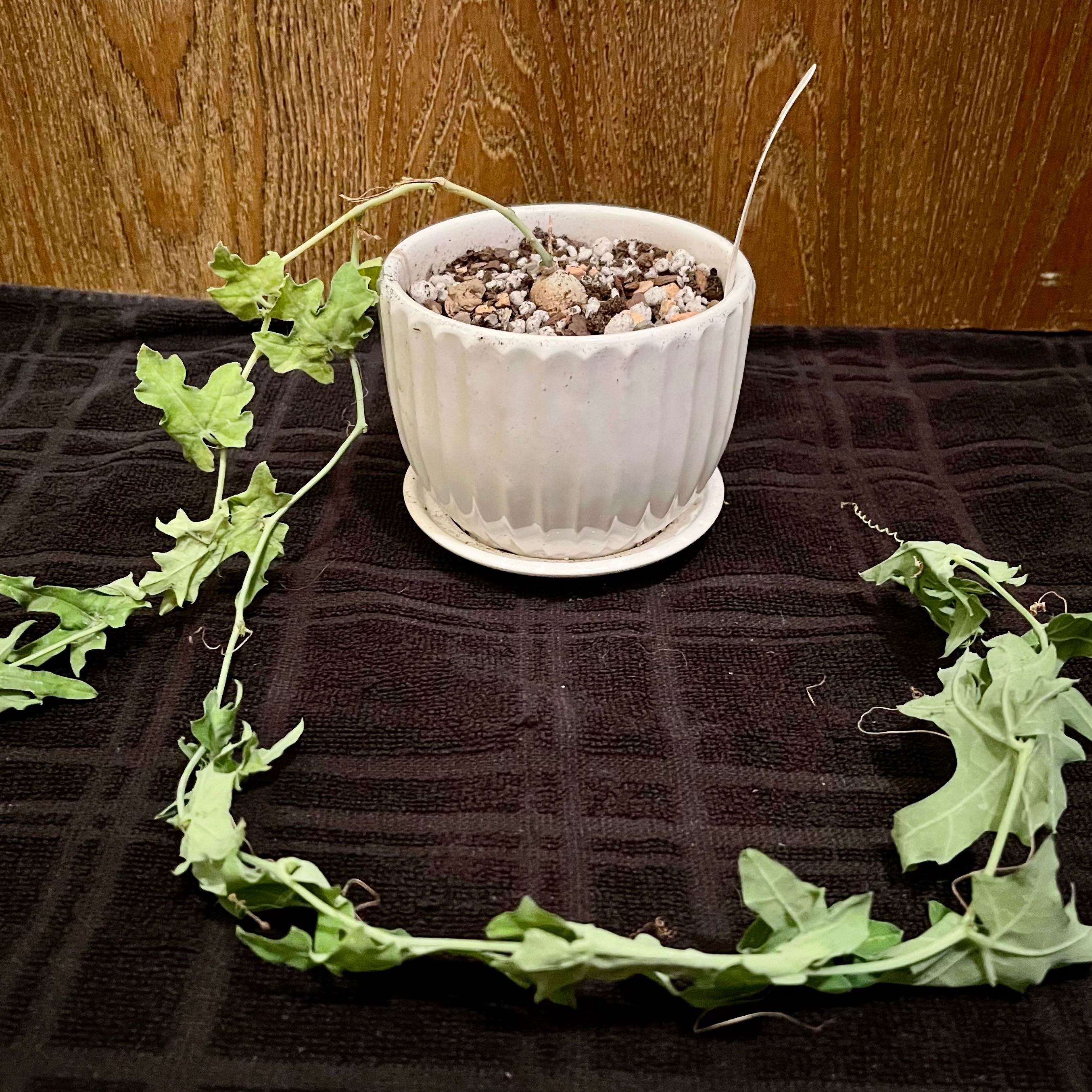 Photo of the plant species Scarlet Gourd by @riverzend named grasker on Greg, the plant care app