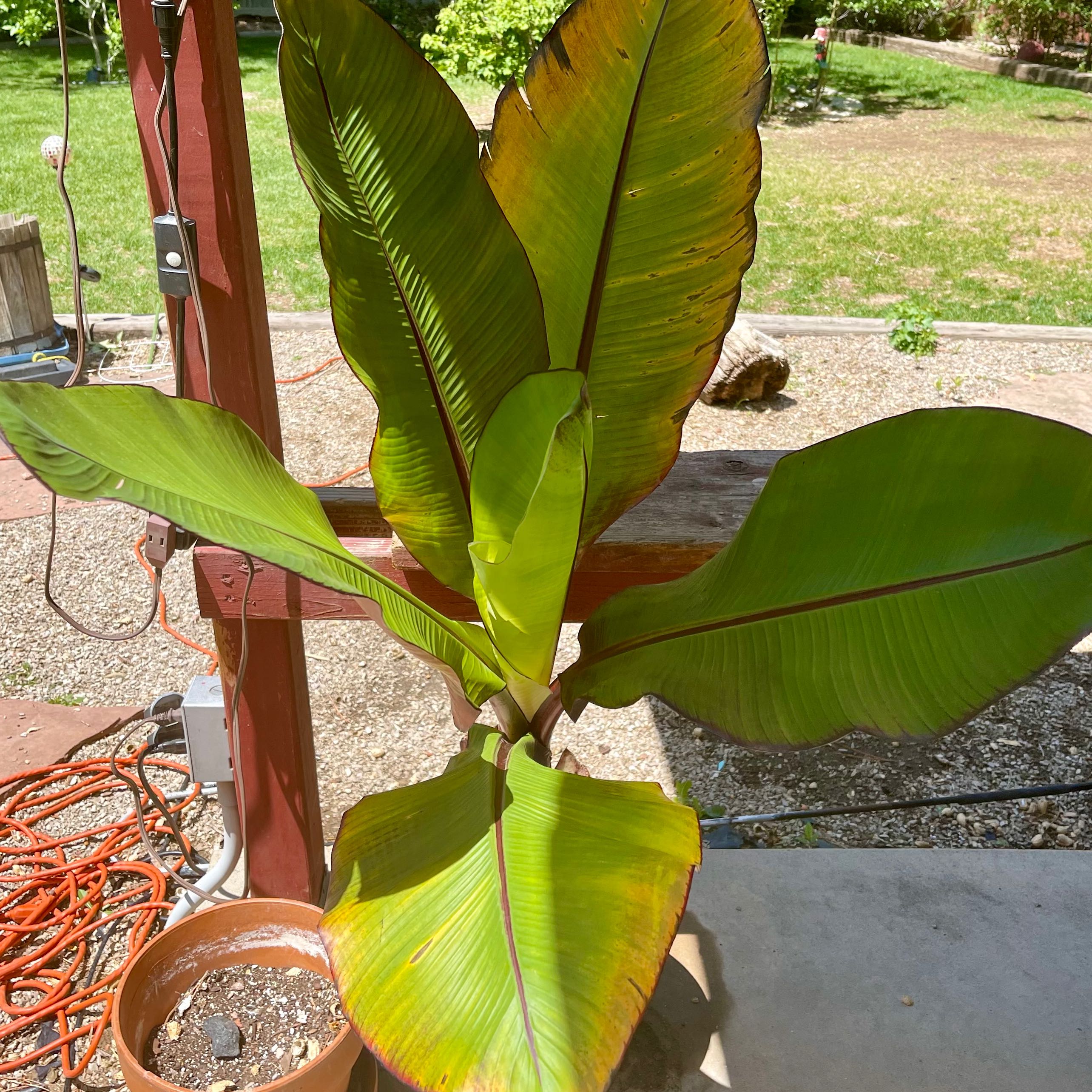Abyssinian Banana plant with large green leaves and slight browning at the edges in an outdoor setting.
