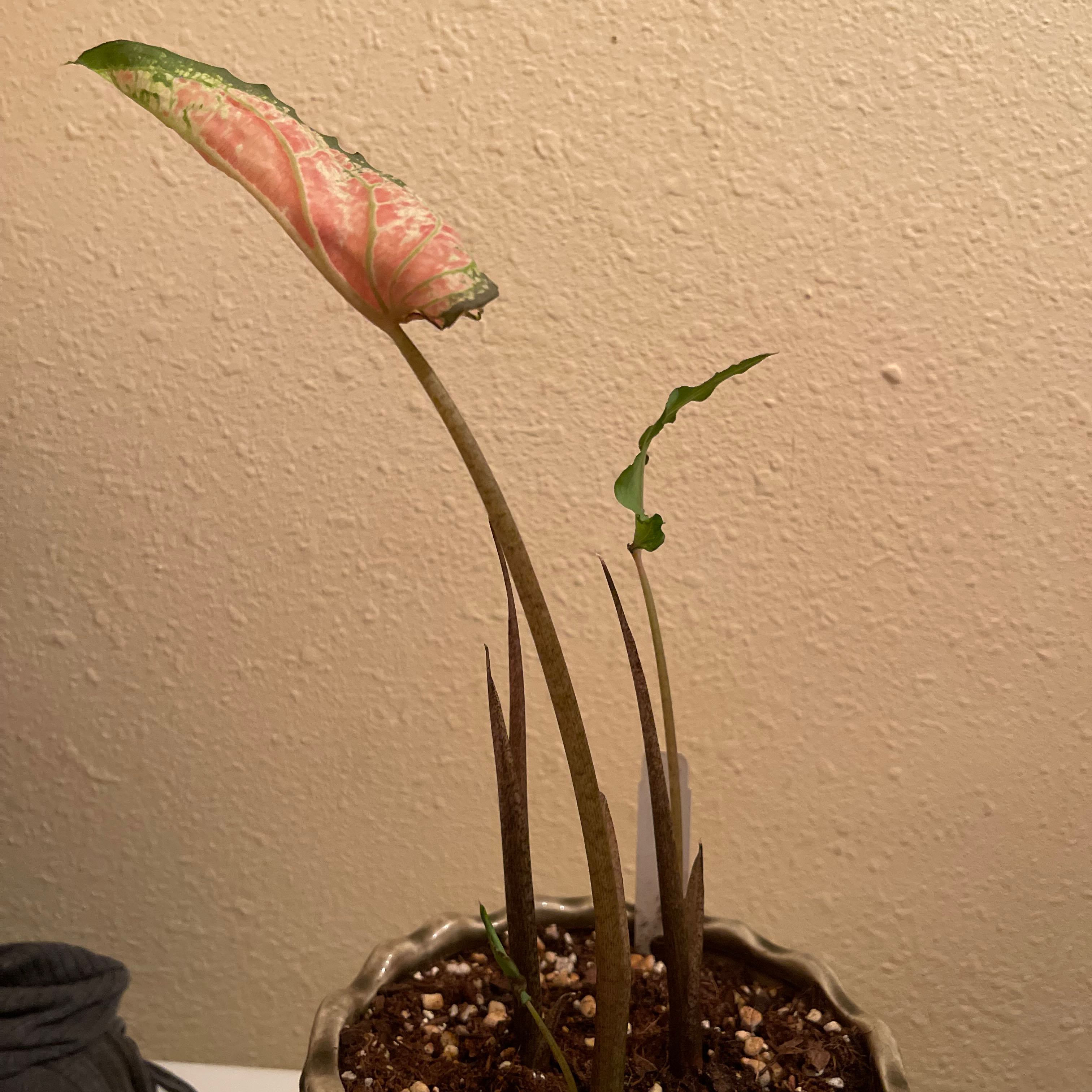 Photo of the plant species Caladium Pink Symphony by @riverzend named sínfóníu on Greg, the plant care app