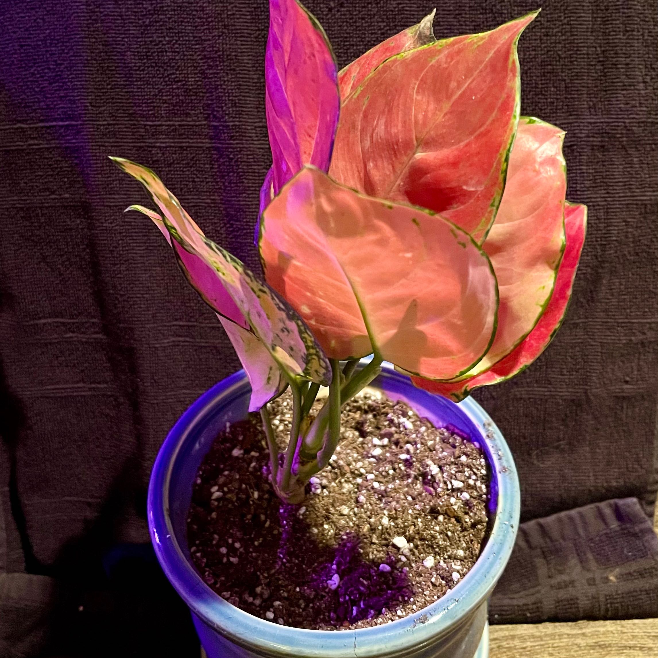 Photo of the plant species Aglaonema 'Pink Katrina' by @riverzend named indónesíu on Greg, the plant care app