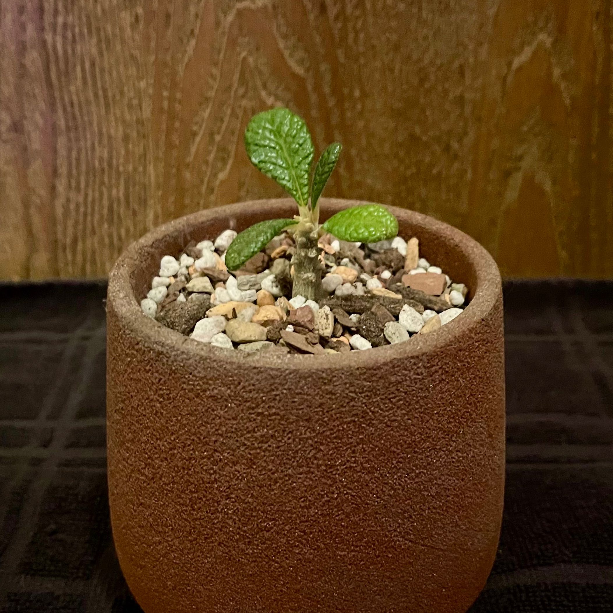 Photo of the plant species Dorstenia gigas by @riverzend named sagi on Greg, the plant care app