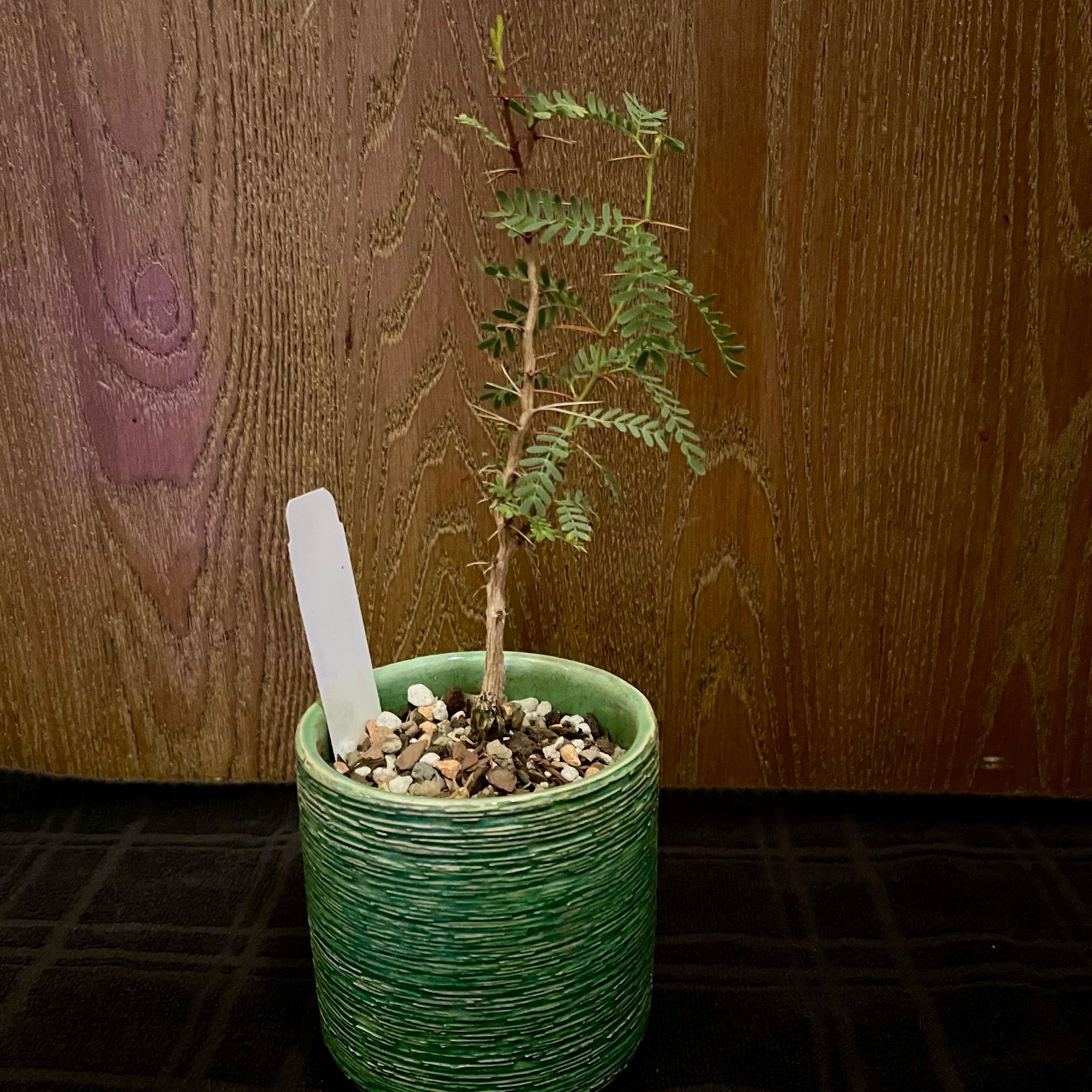 Photo of the plant species Camelthorn by @riverzend named úlfaldahorn on Greg, the plant care app