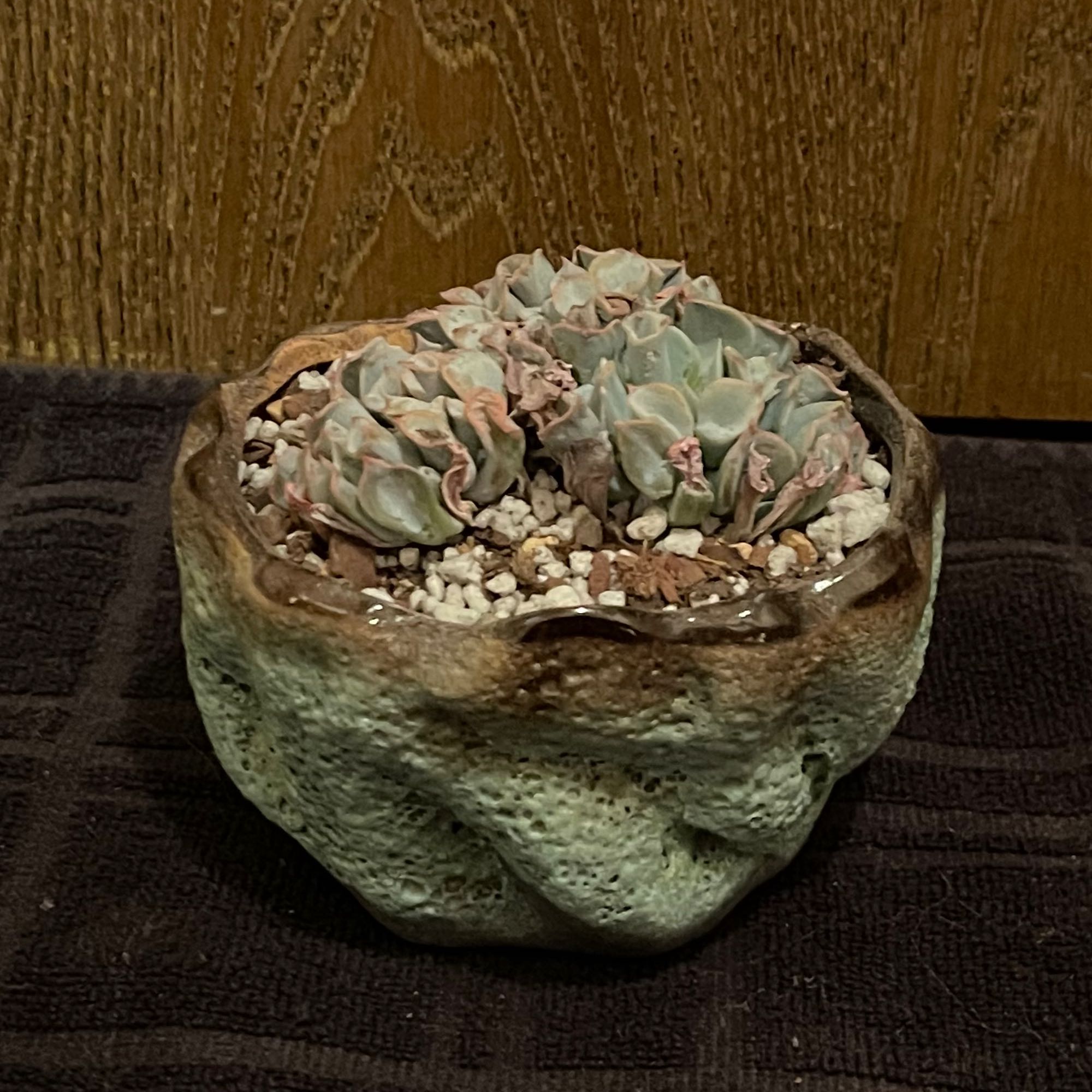 Photo of the plant species Echeveria ‘Trumpet Pinky’ by @riverzend named trompet on Greg, the plant care app