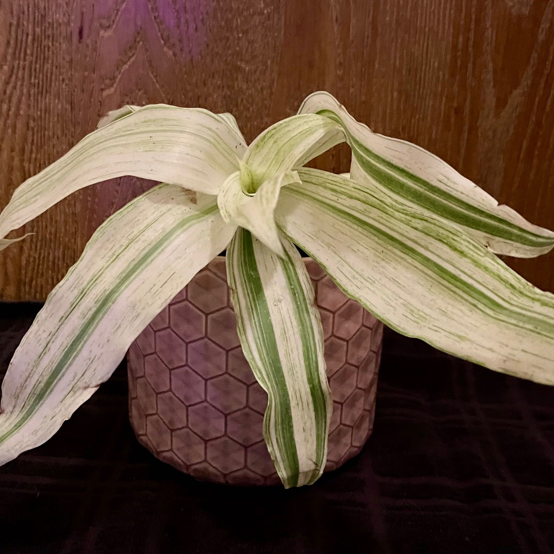 Photo of the plant species Variegated Basket Plant by @riverzend named körfu on Greg, the plant care app