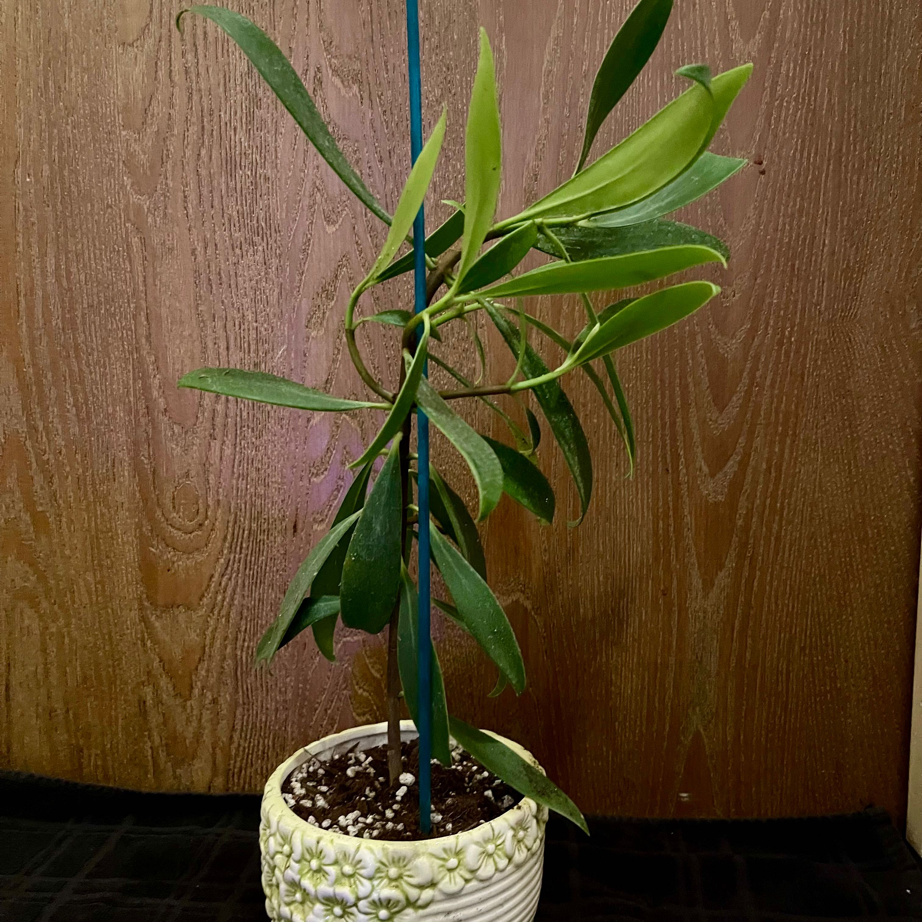 Photo of the plant species Porcelain Flower by @riverzend named postulíni on Greg, the plant care app