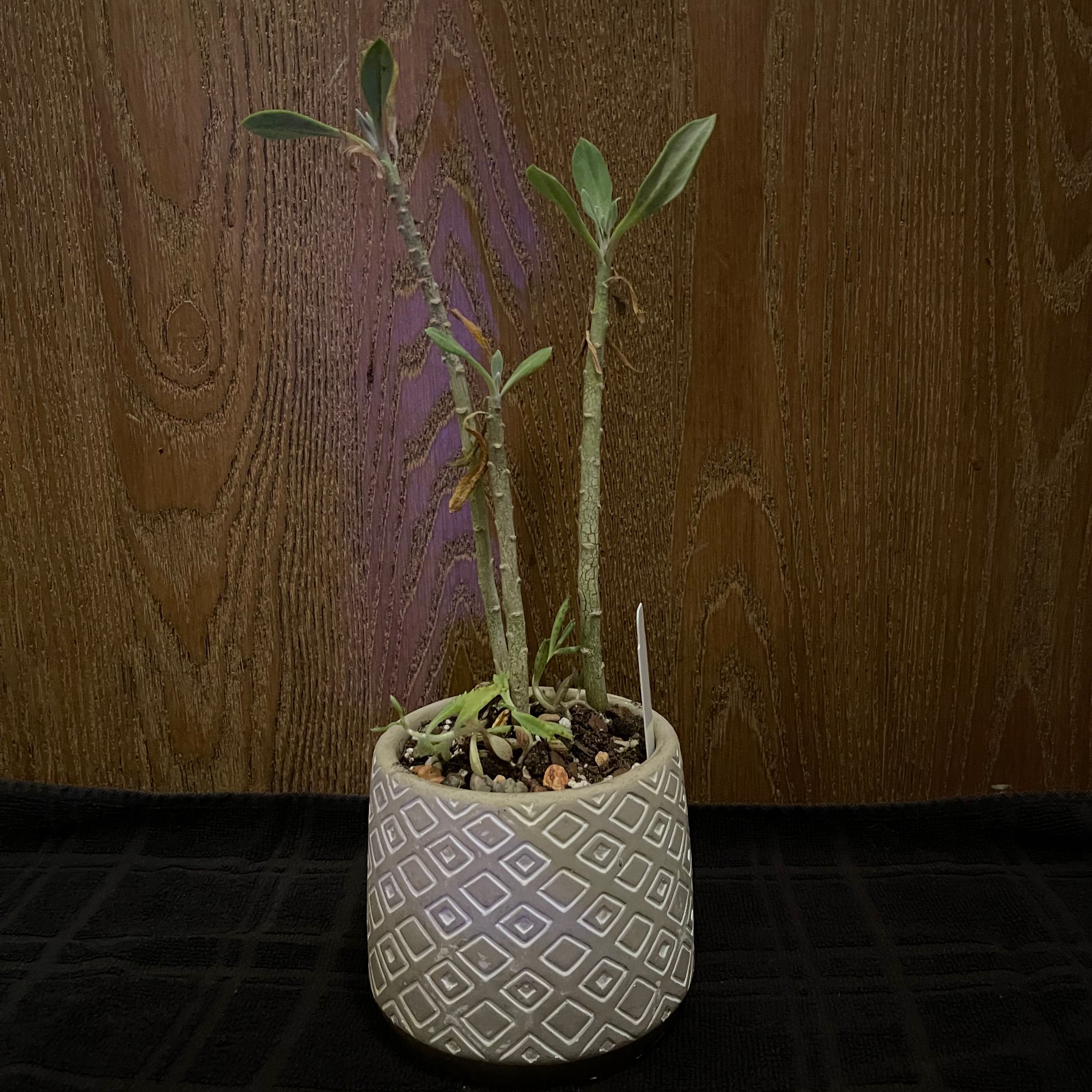 Photo of the plant species Sudan Kleinia by @riverzend named cenes on Greg, the plant care app