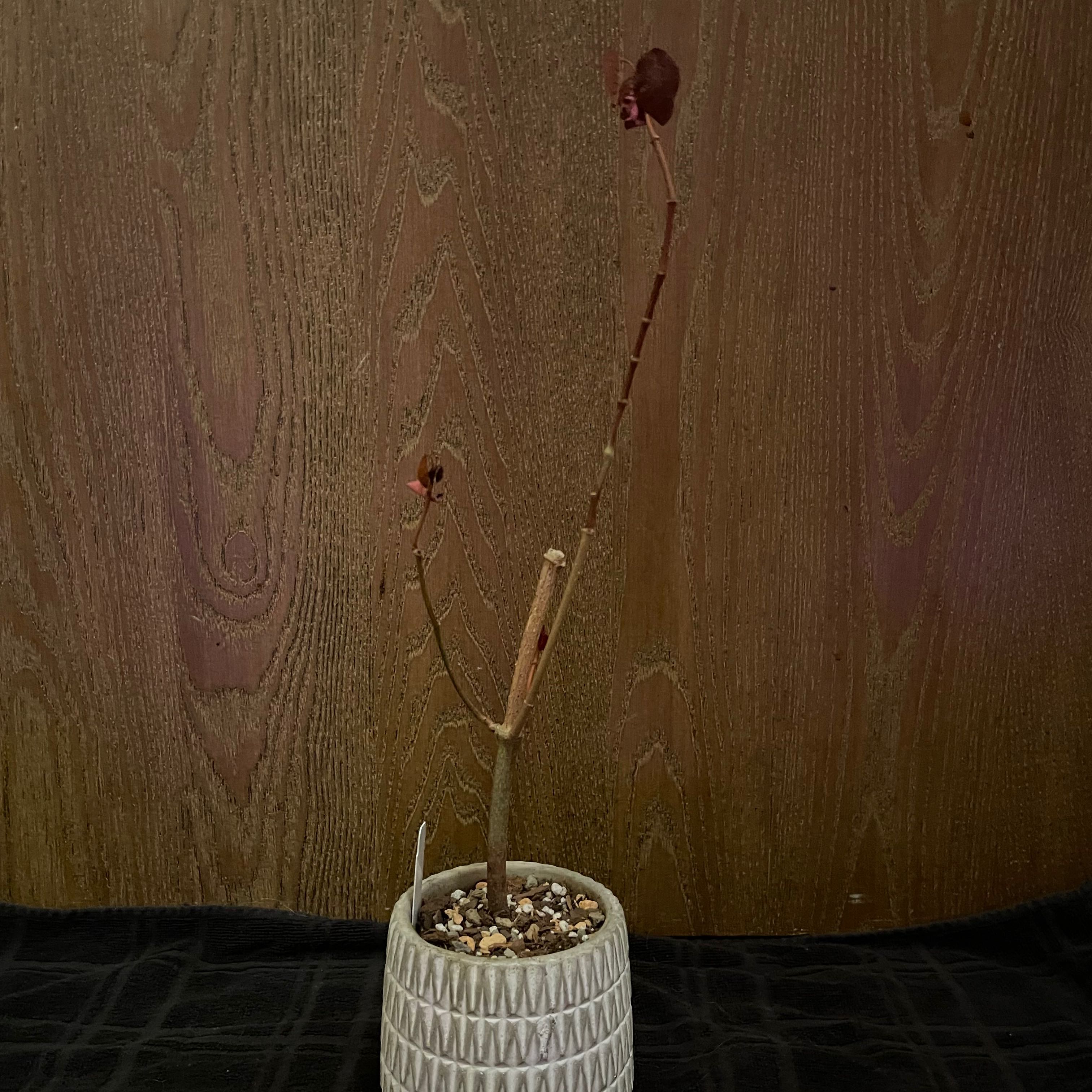 Photo of the plant species Tropical Purple Smoke Tree by @riverzend named suðrænum on Greg, the plant care app
