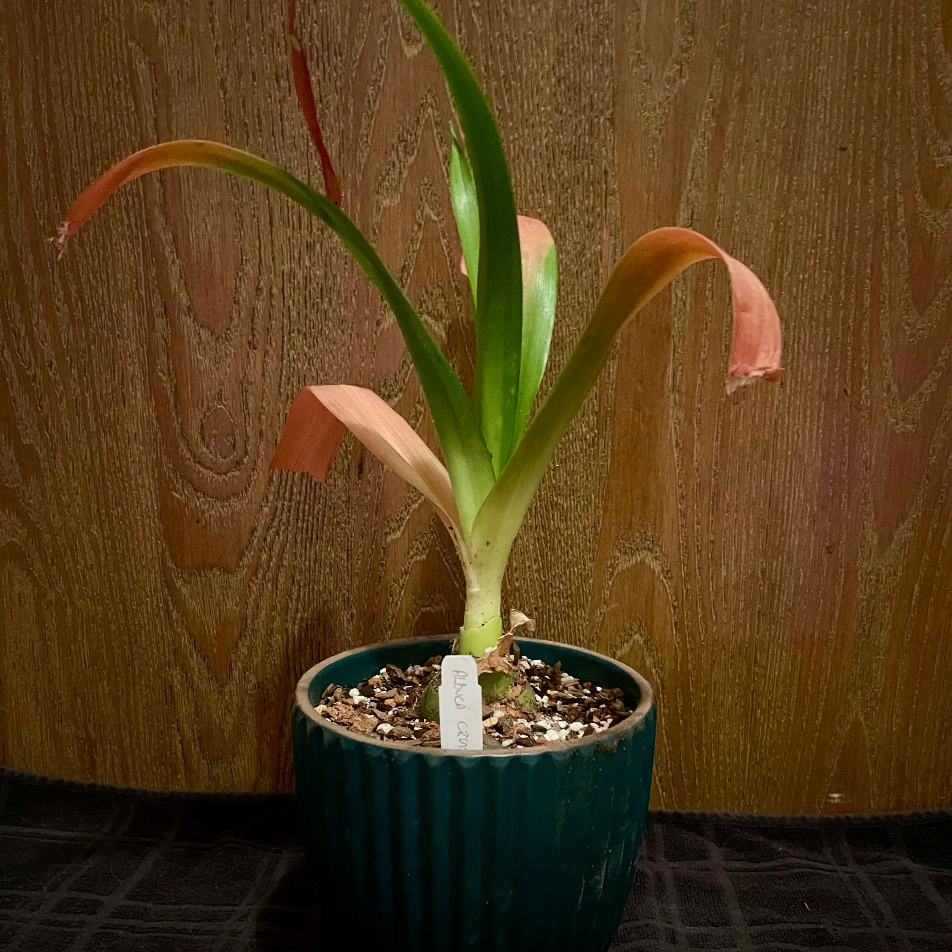 Photo of the plant species Albuca crinifolia by @riverzend named niffer on Greg, the plant care app