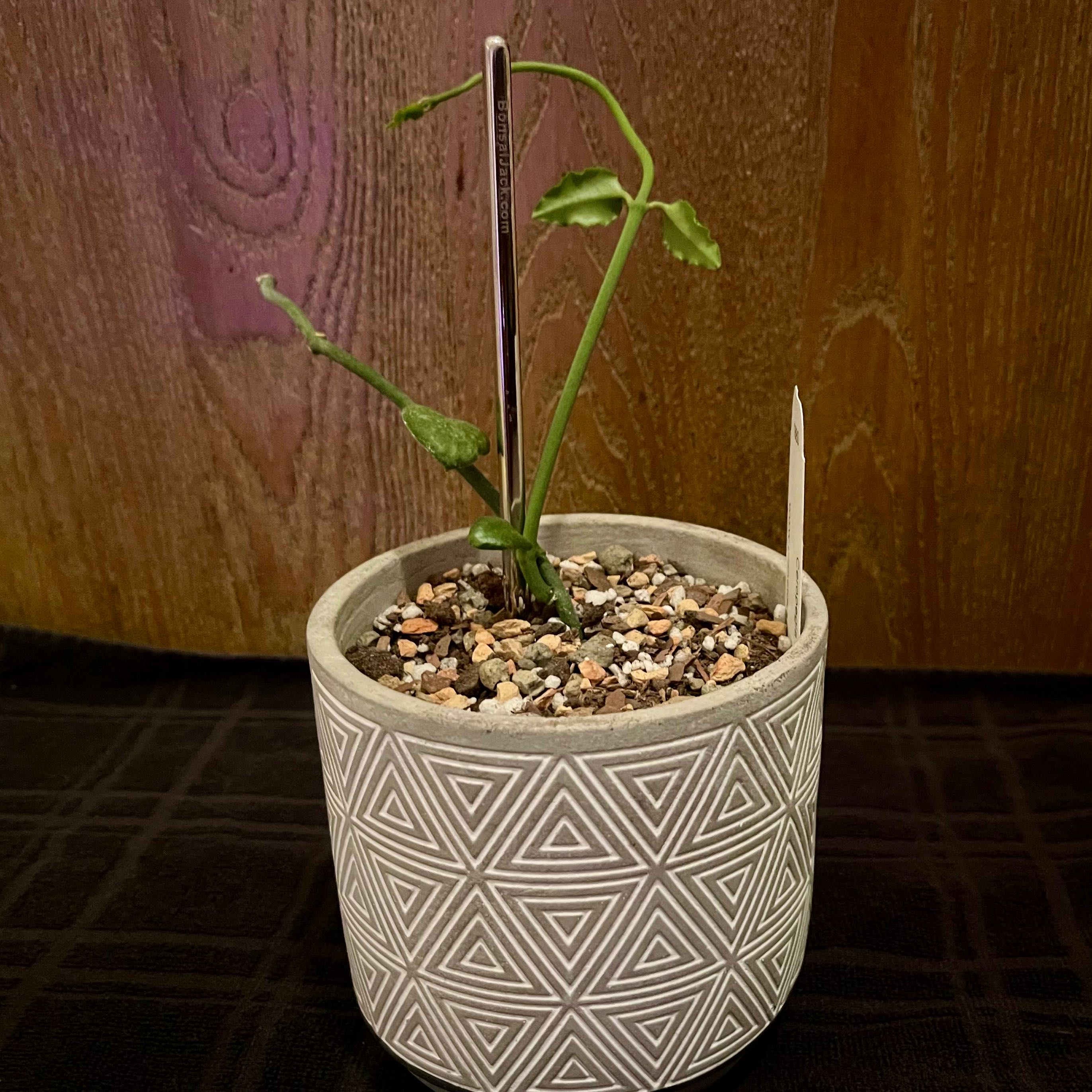Photo of the plant species Lantern Flower by @riverzend named lukt on Greg, the plant care app