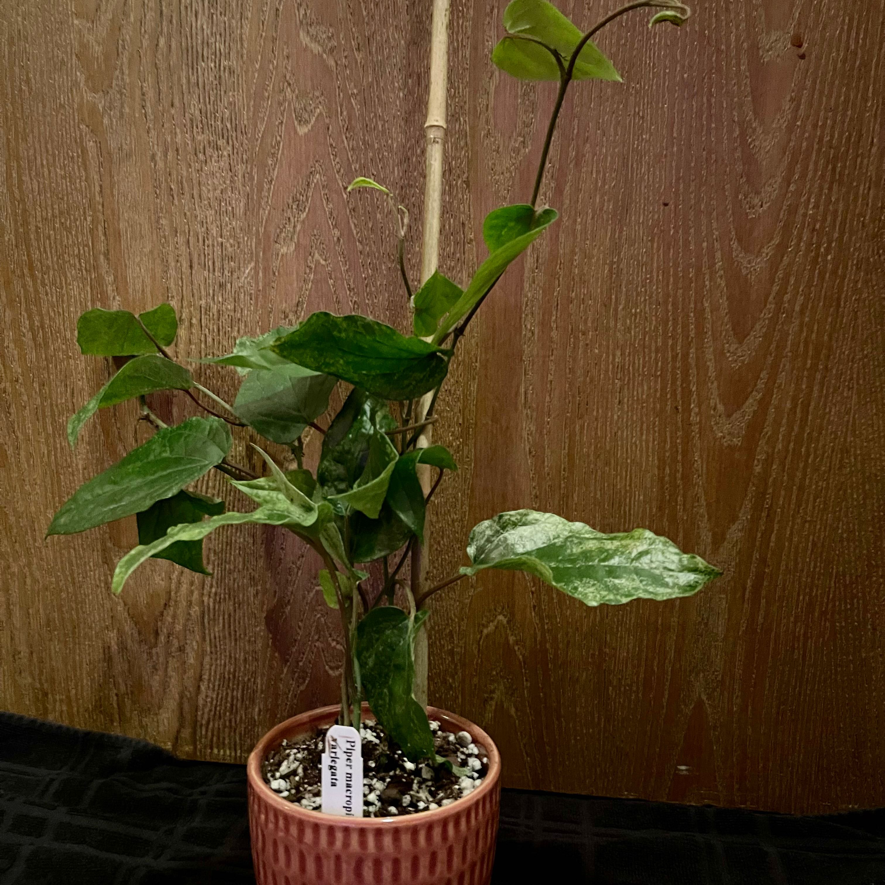 Photo of the plant species Variegated Kawakawa by @riverzend named margbreytilegur on Greg, the plant care app