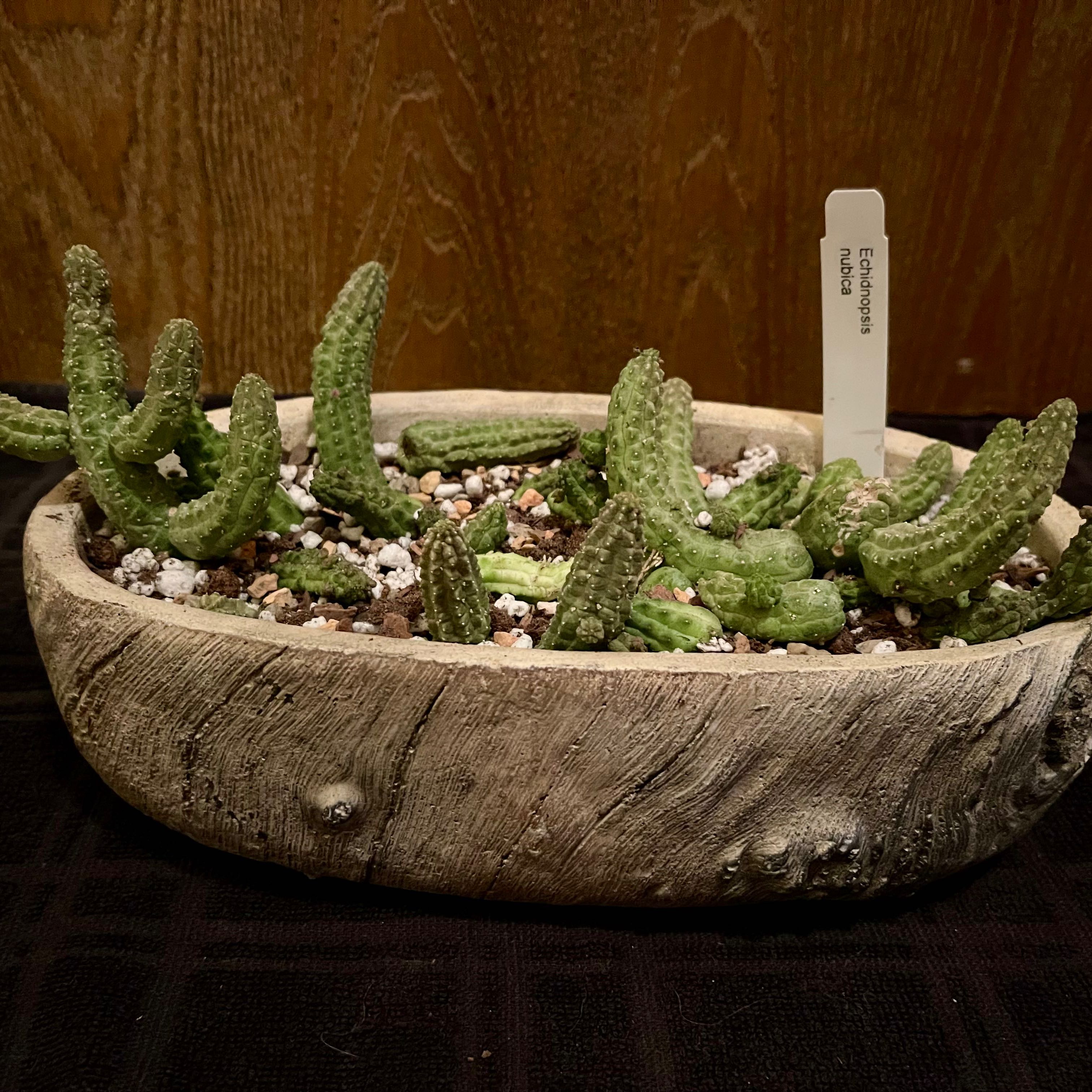 Photo of the plant species Echidnopsis nubica by @riverzend named acibun on Greg, the plant care app