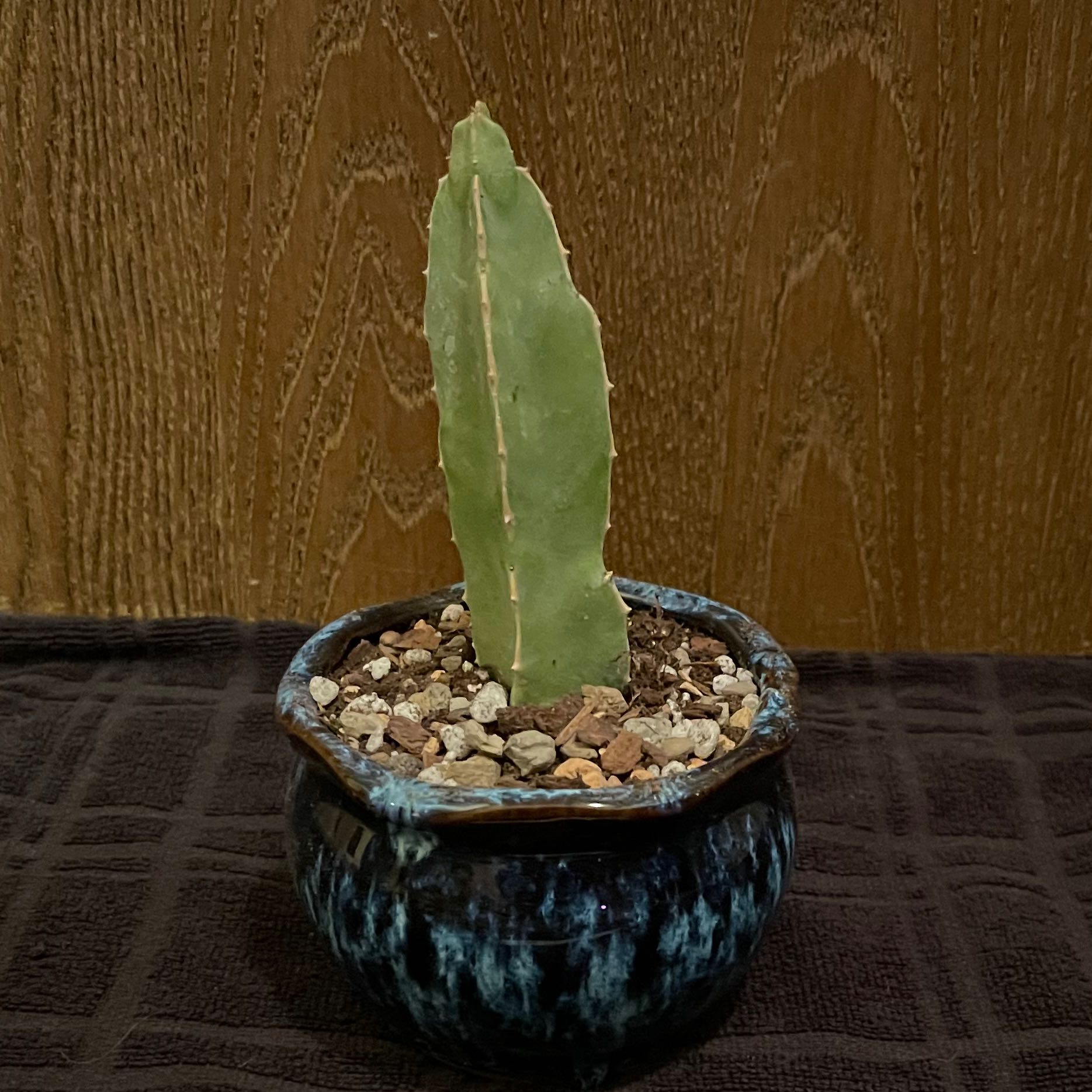 Photo of the plant species Paintbrush Caralluma by @riverzend named málningabursti on Greg, the plant care app