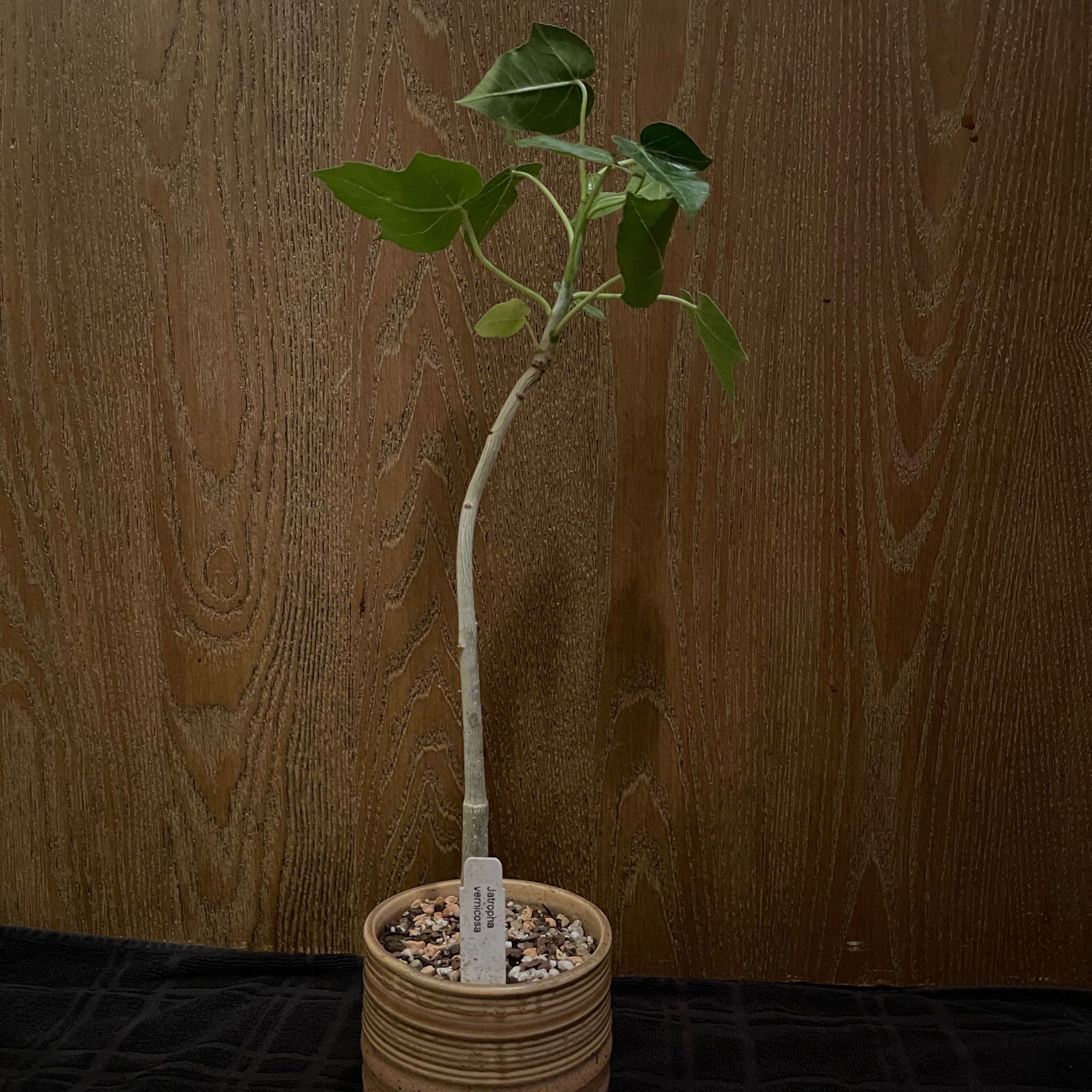 Photo of the plant species Shiny-leaf Lomboy by @riverzend named glansandi on Greg, the plant care app
