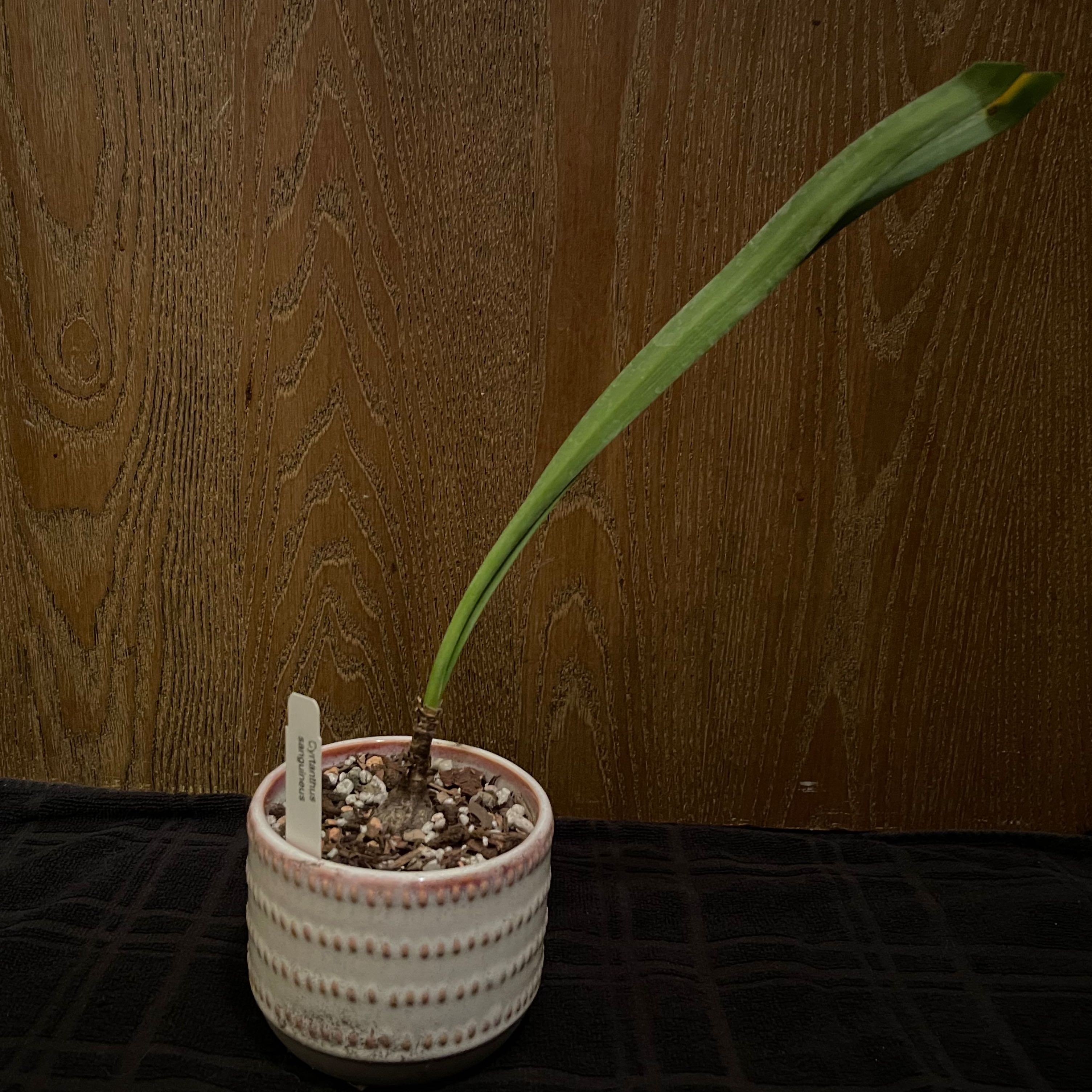 Photo of the plant species Fire Lily by @riverzend named eldi on Greg, the plant care app