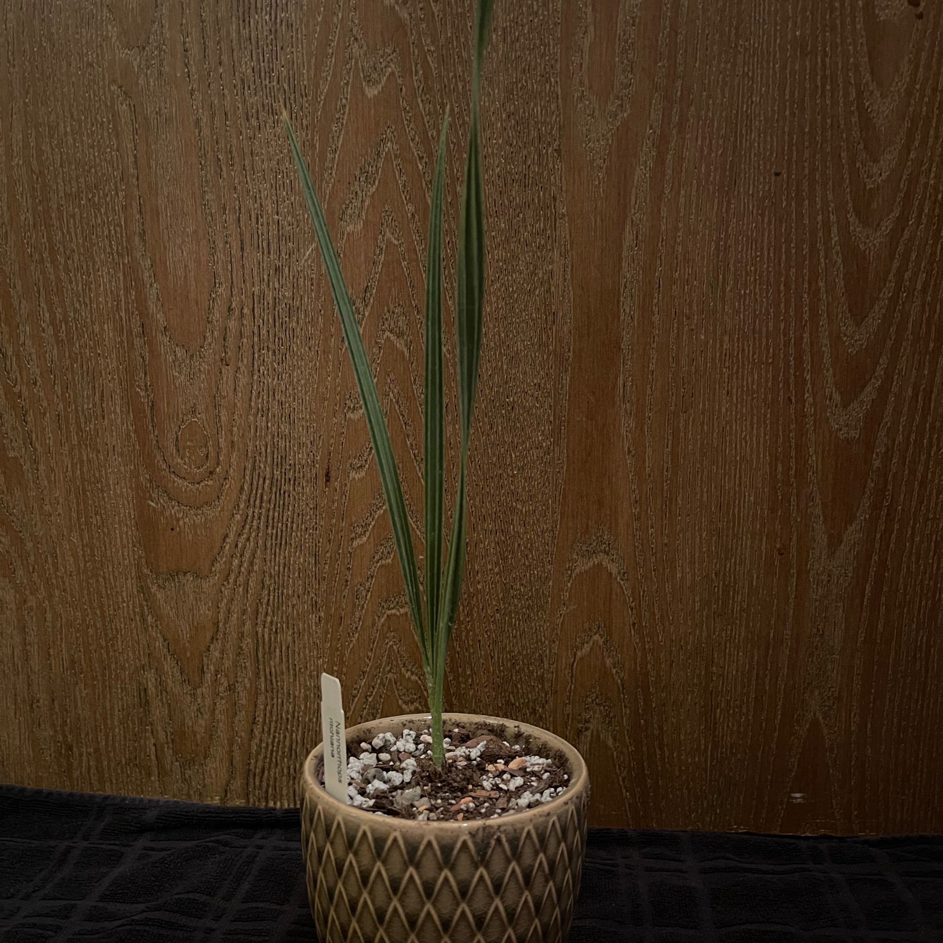 Photo of the plant species Mazari Palm by @riverzend named lófa on Greg, the plant care app