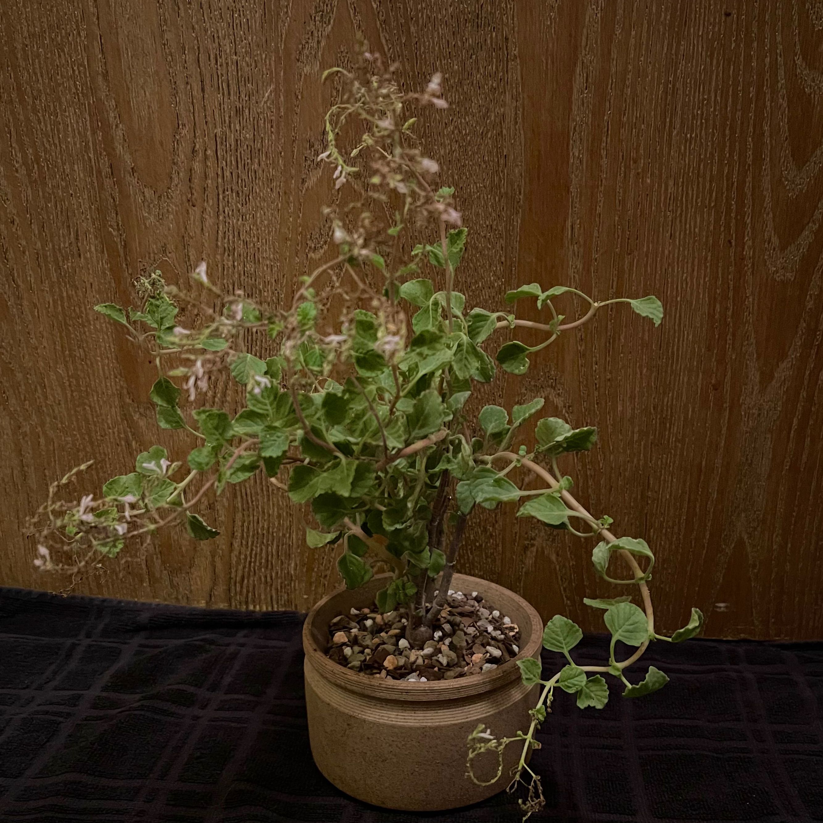 Photo of the plant species Windflower by @riverzend named vindur on Greg, the plant care app