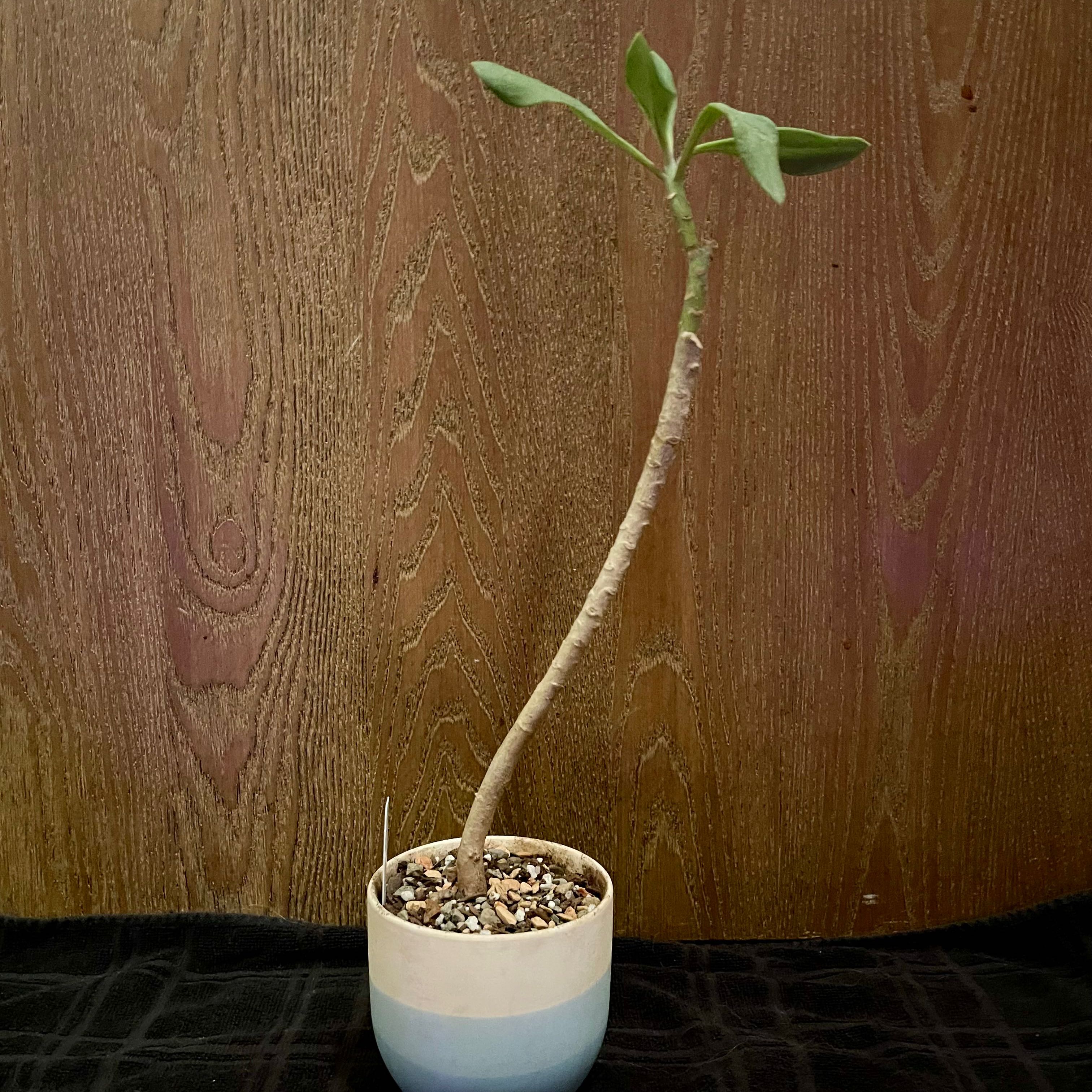 Photo of the plant species Sudan Kleinia by @riverzend named nadus on Greg, the plant care app