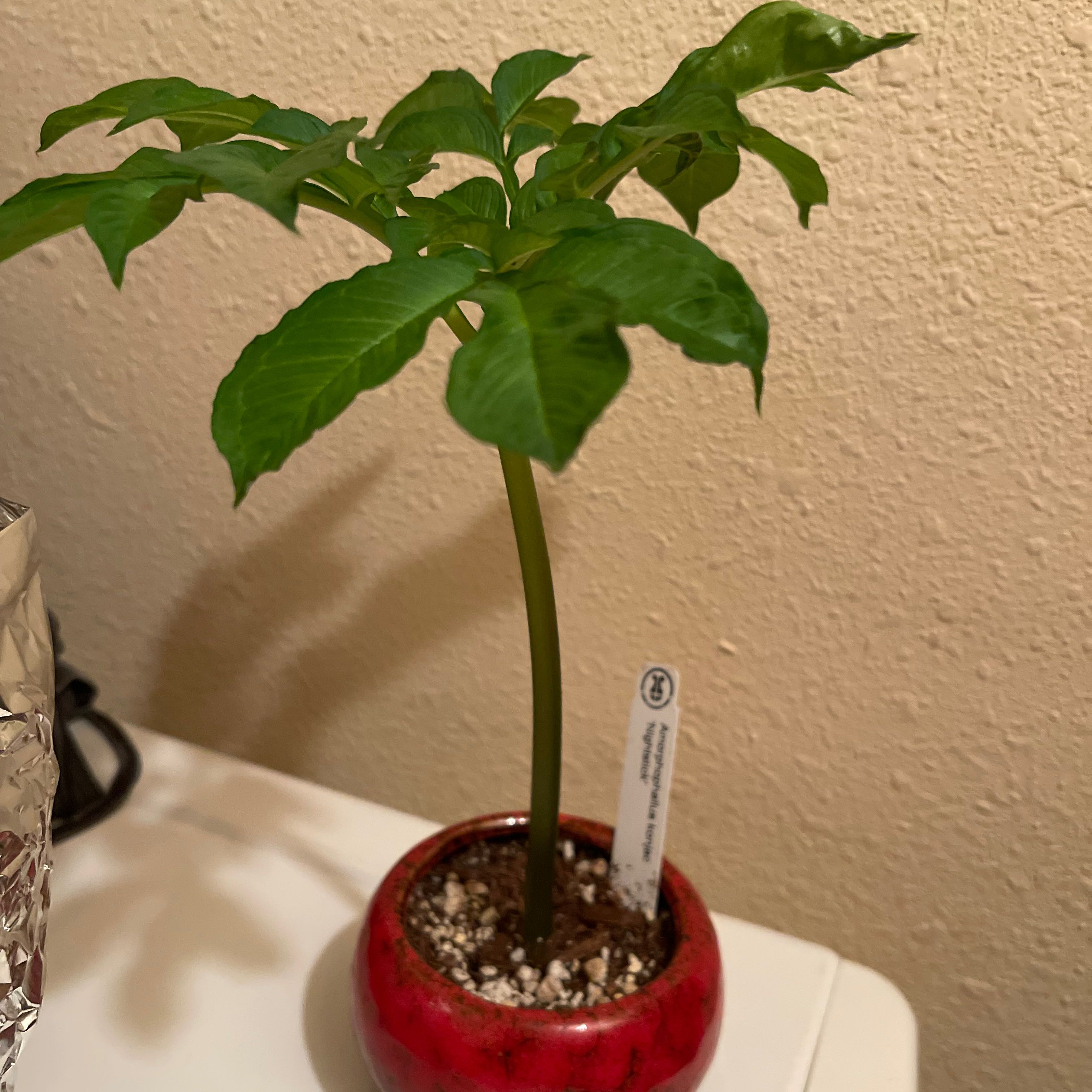 Photo of the plant species Amorphophallus konjac ‘Nightstick’ by @riverzend named næturstangir on Greg, the plant care app