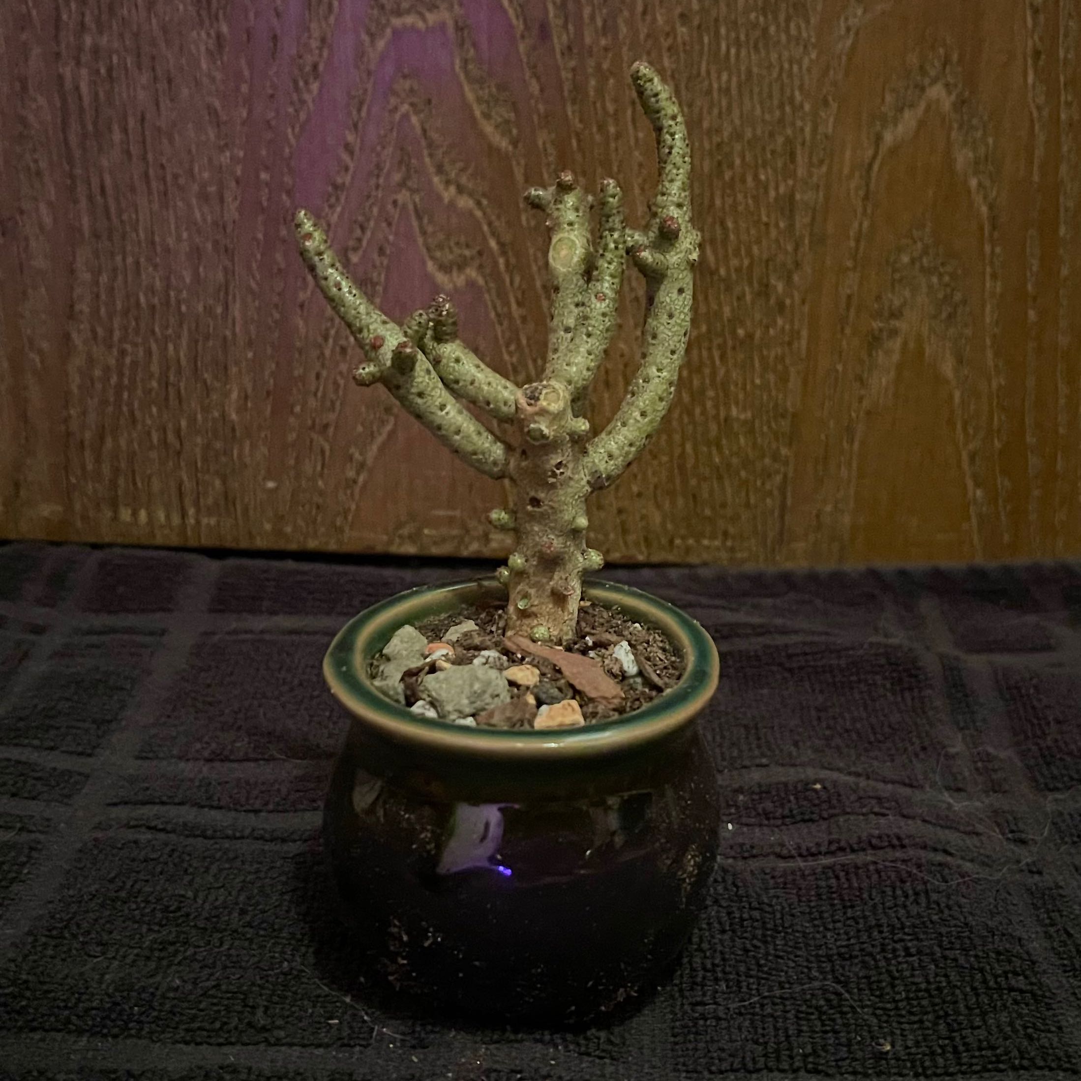 Photo of the plant species Tylecodon by @riverzend named booker on Greg, the plant care app
