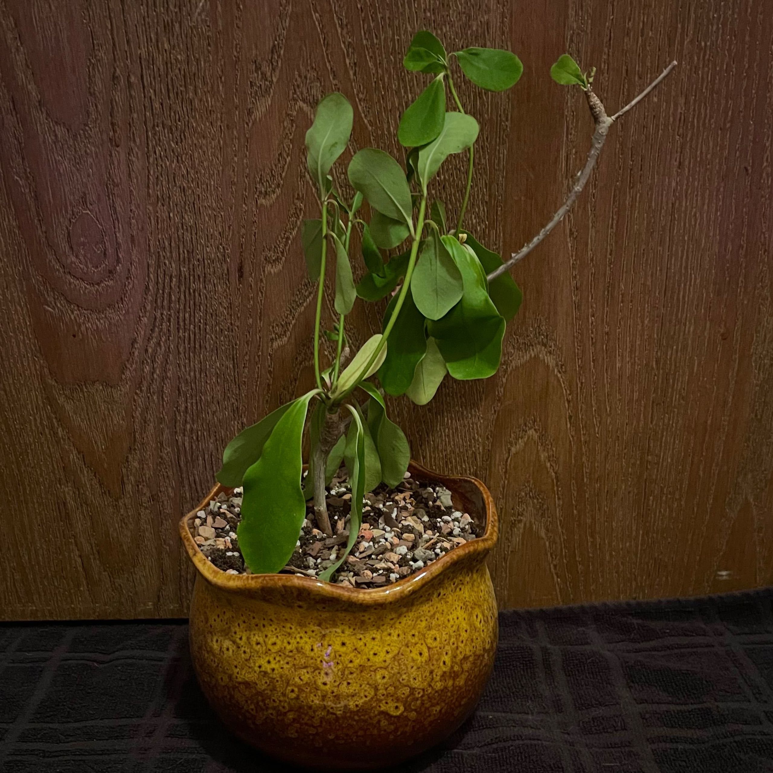 Photo of the plant species Euphorbia bongolavensis by @riverzend named neval on Greg, the plant care app