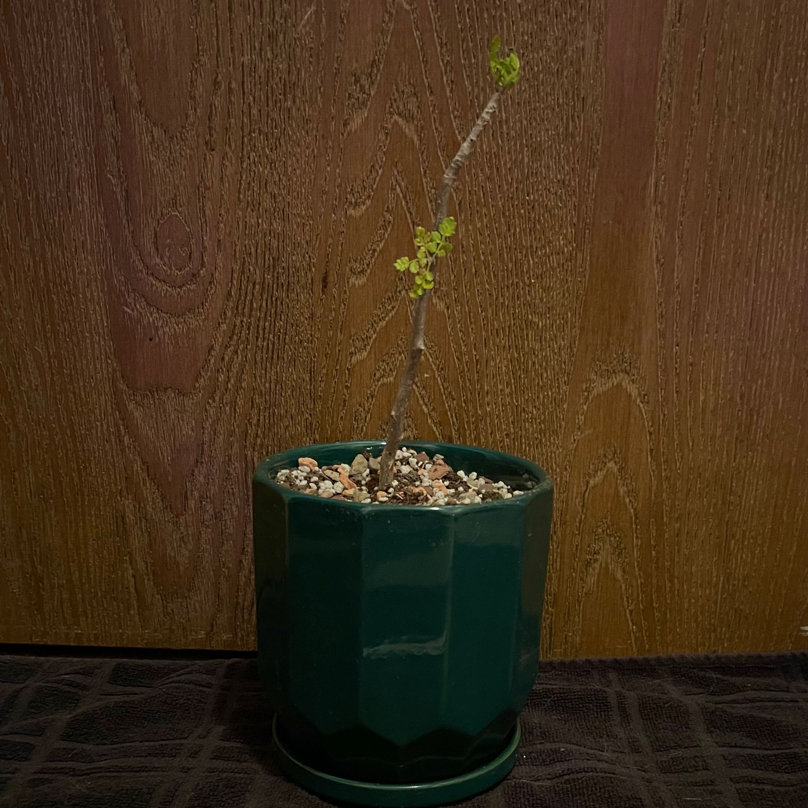 Photo of the plant species FernLeaf Elephant Tree by @riverzend named kith on Greg, the plant care app