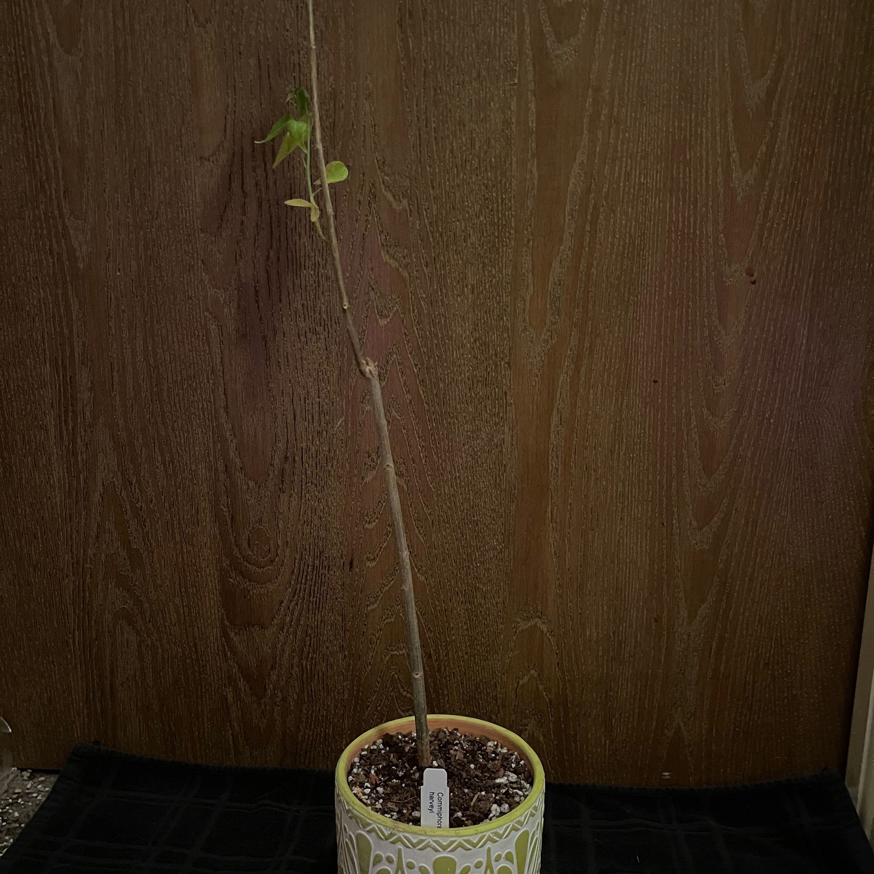 Photo of the plant species CopperStem Corkwood by @riverzend named korkviður on Greg, the plant care app