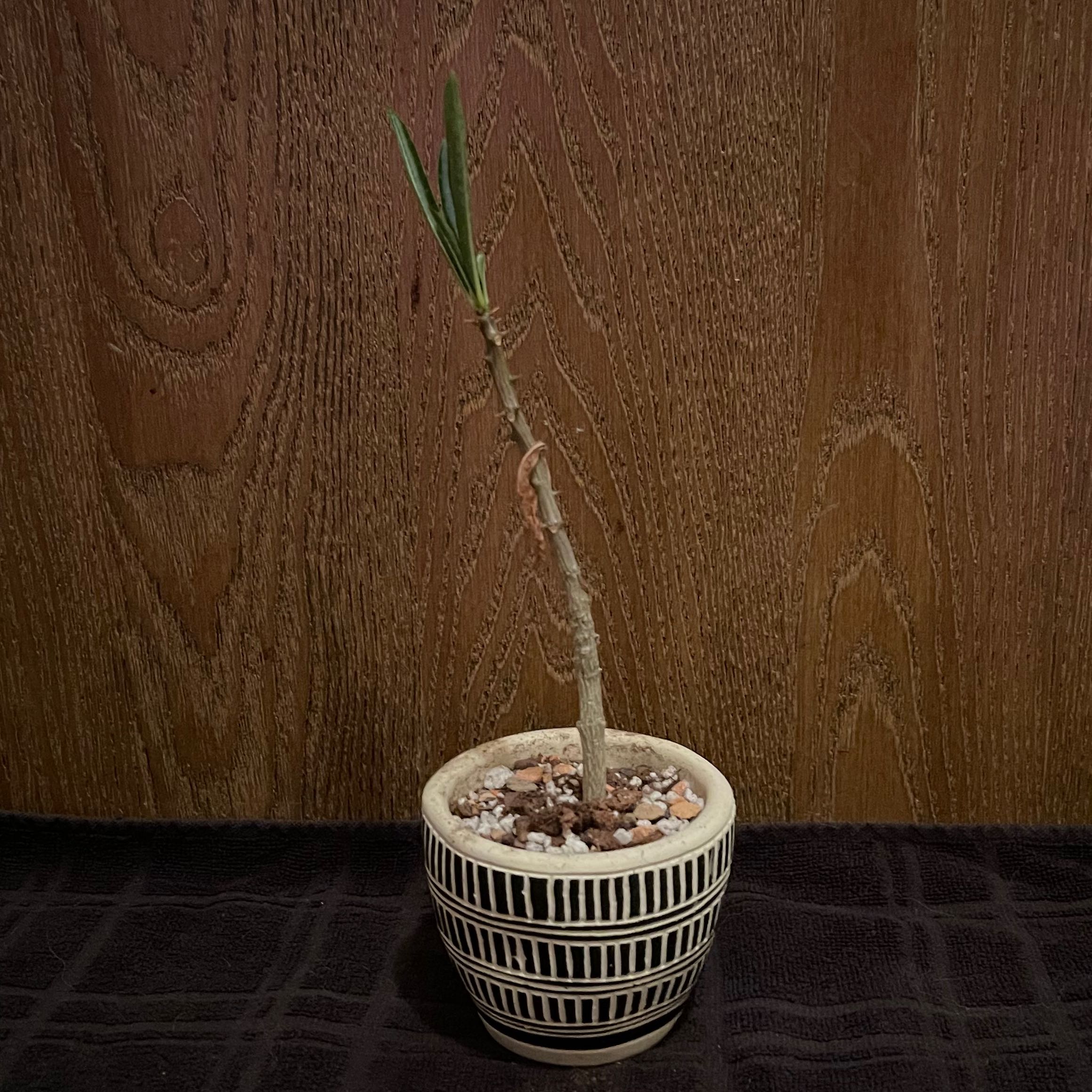 Photo of the plant species Pachypodium rutenbergianum by @riverzend named tenberg on Greg, the plant care app