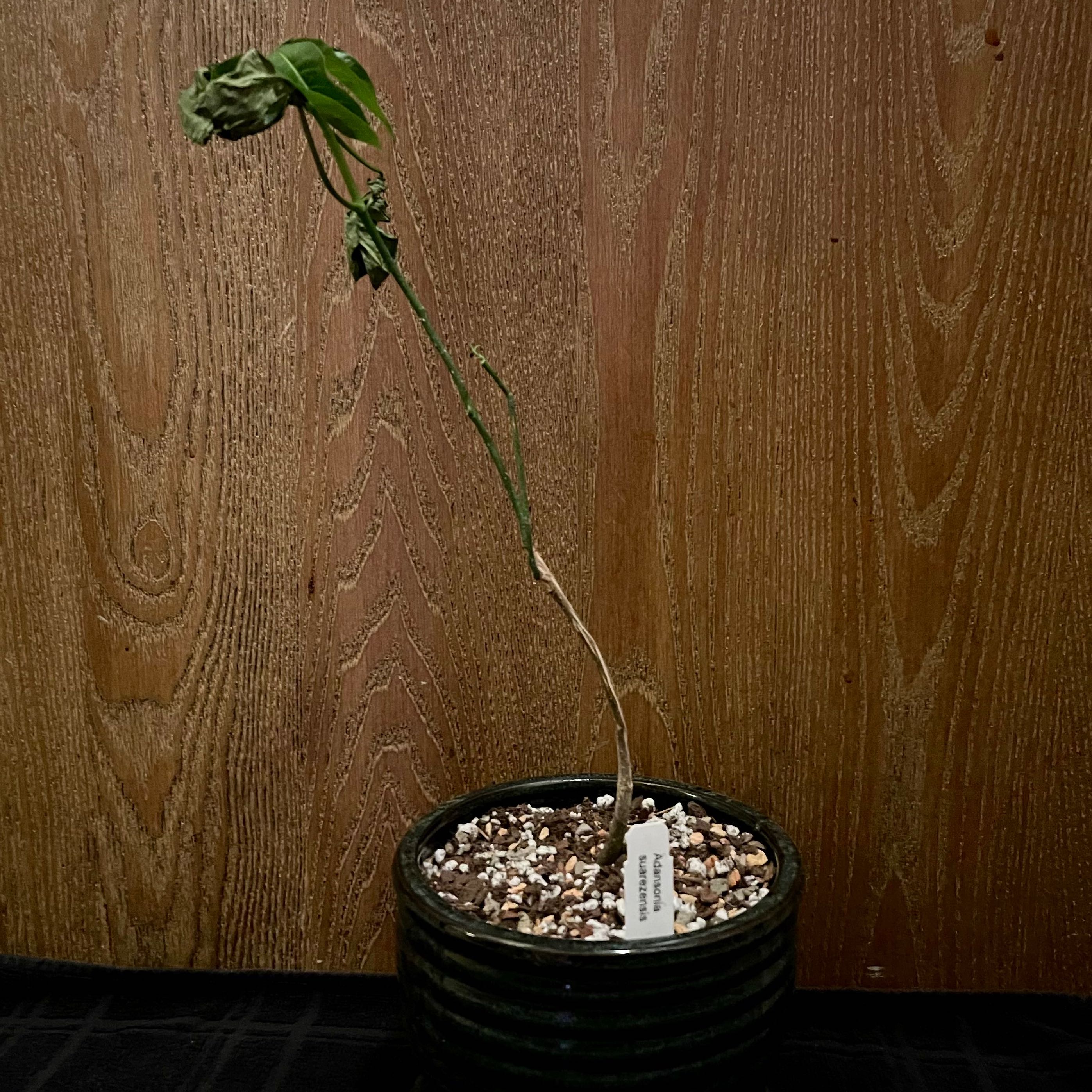 Photo of the plant species Suarez Baobab by @riverzend named zen on Greg, the plant care app