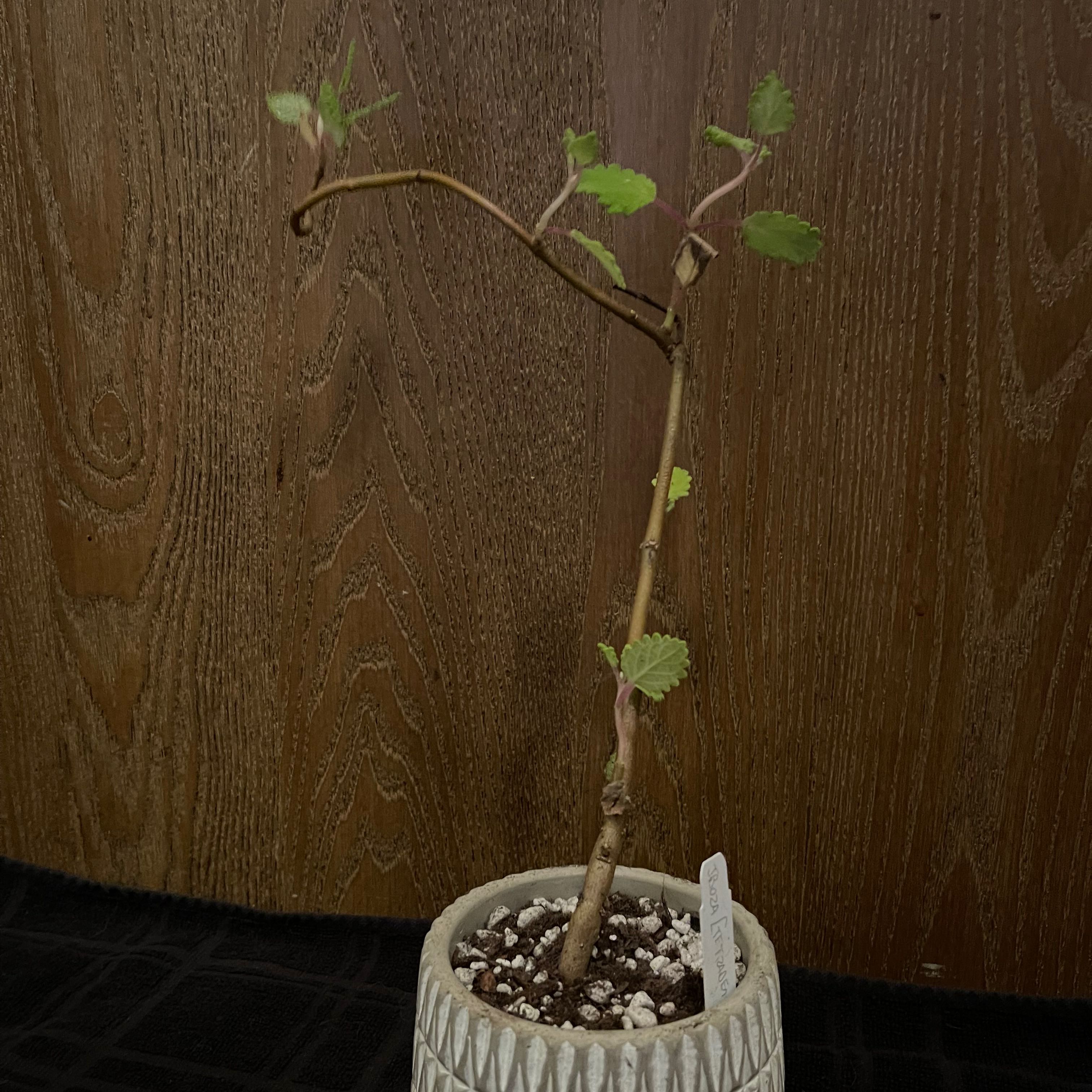 Photo of the plant species Gingerbush by @riverzend named musk on Greg, the plant care app