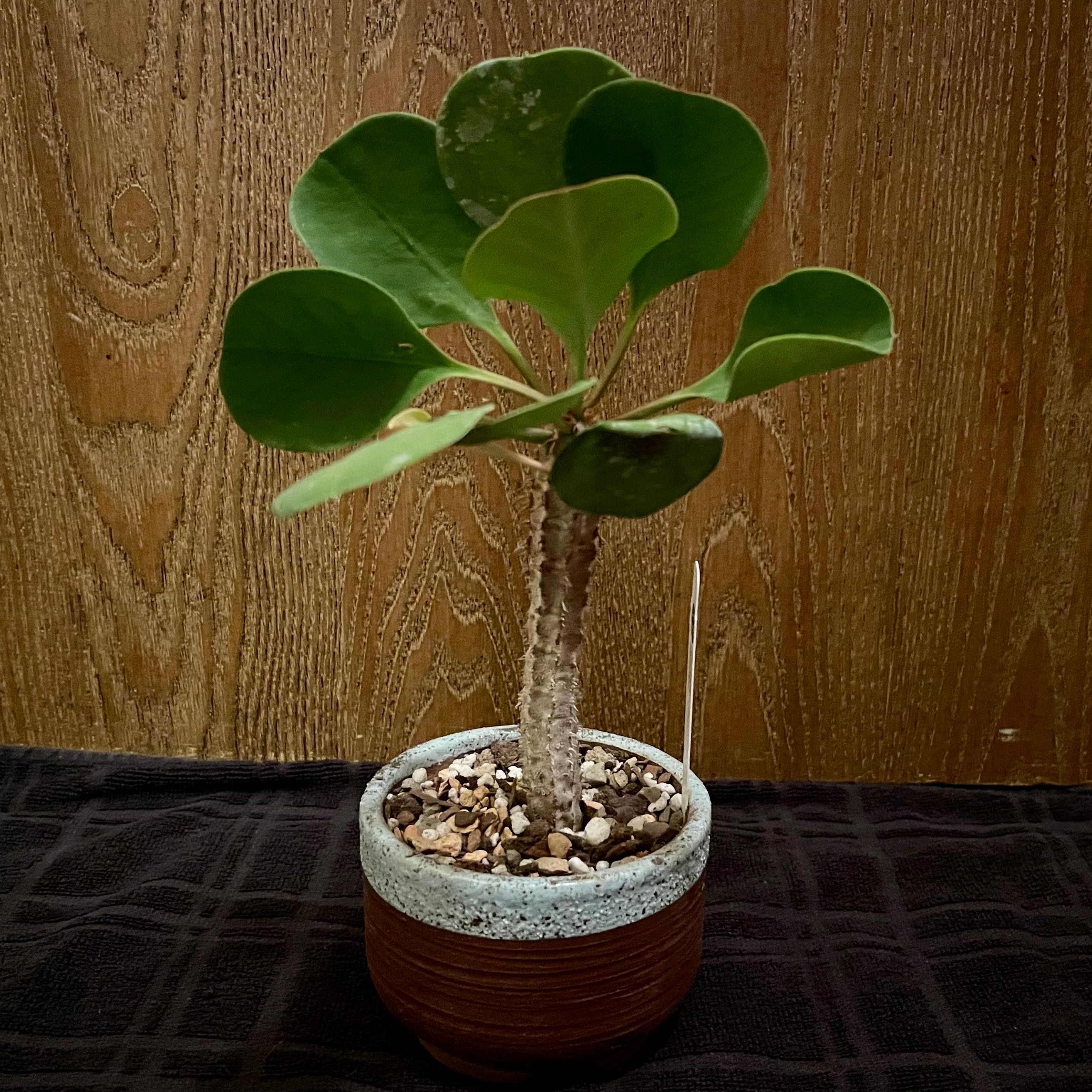 Photo of the plant species Euphorbia capmanambatoensis by @riverzend named pacman on Greg, the plant care app
