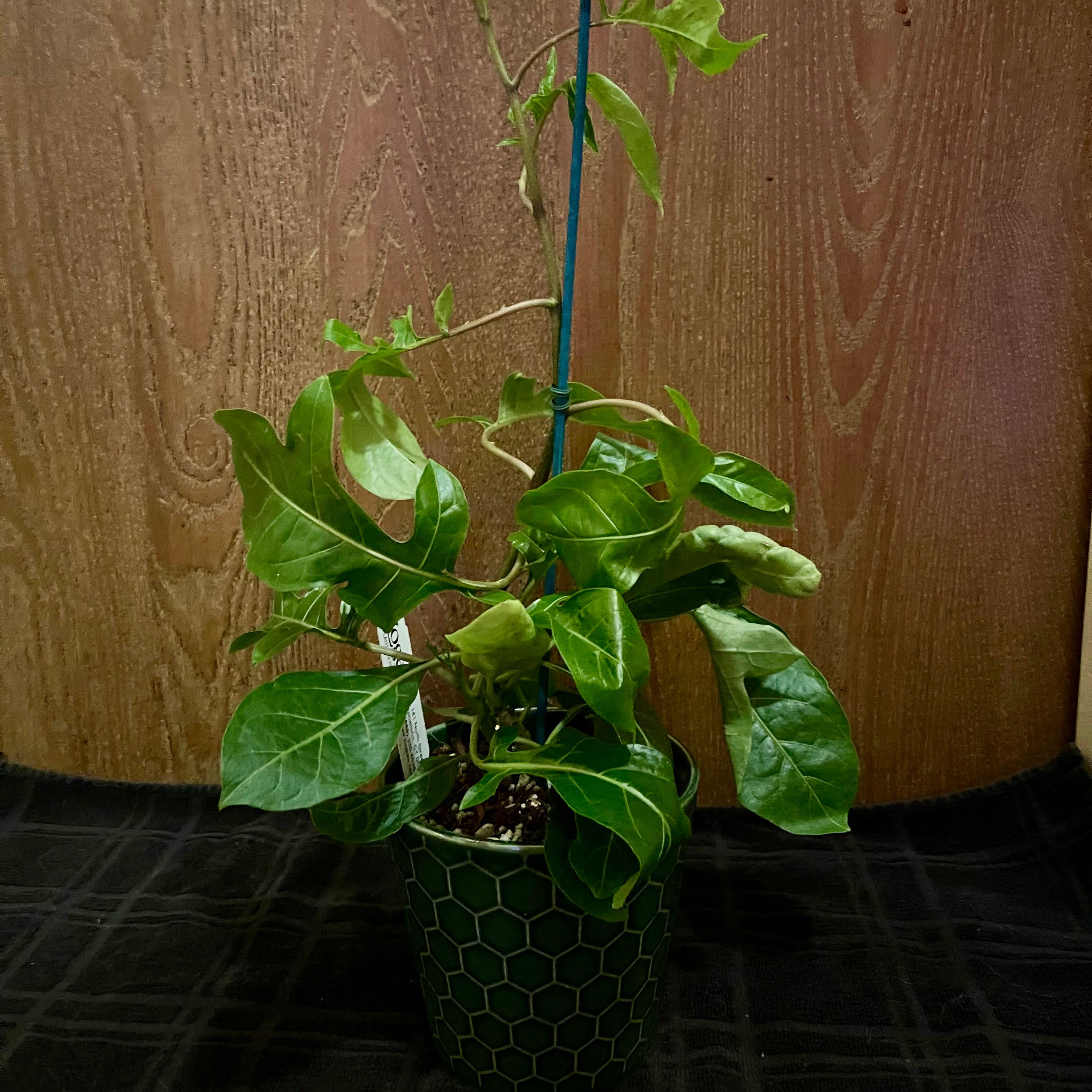 Photo of the plant species Costa Rican Nightshade by @riverzend named næturskuggi on Greg, the plant care app