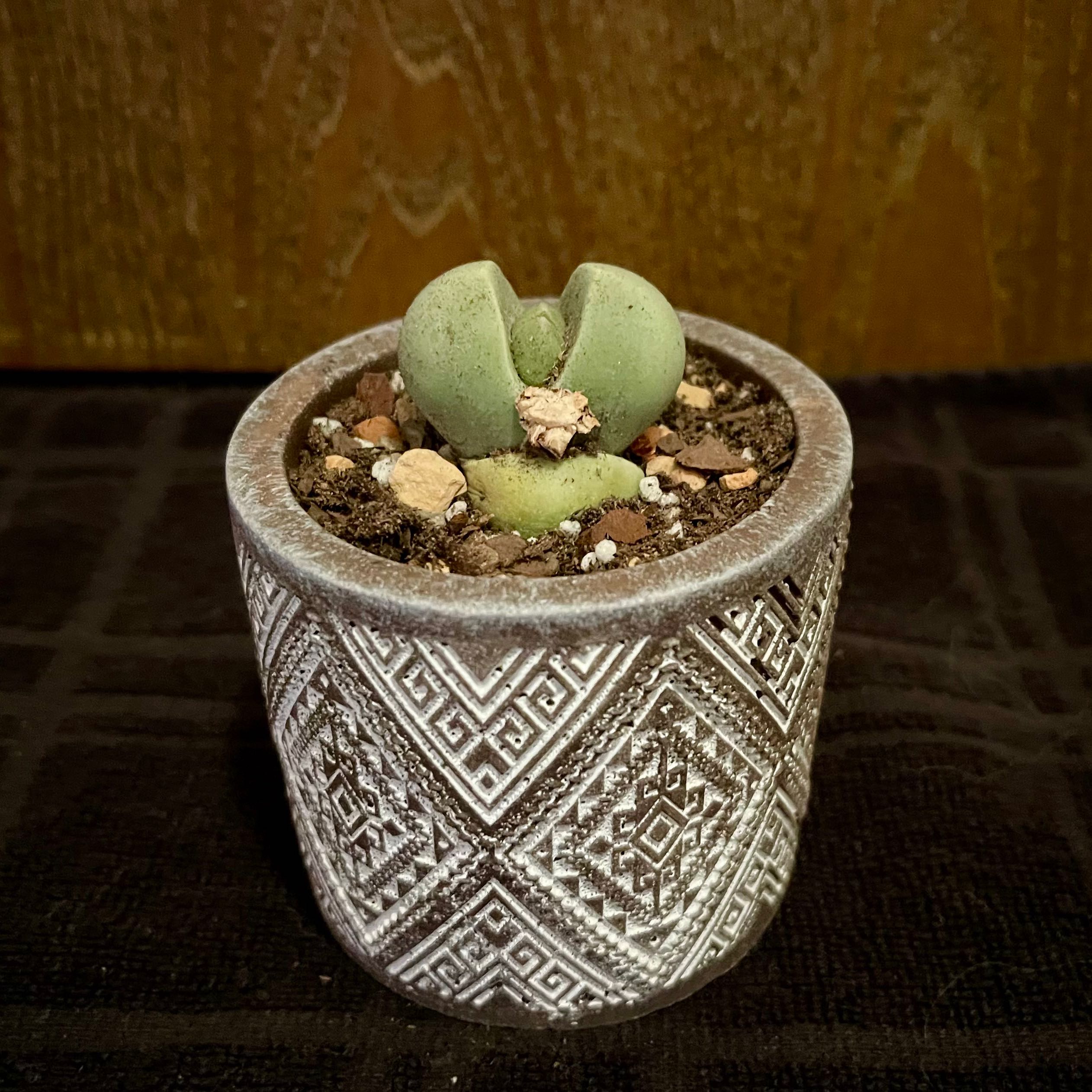 Photo of the plant species Green Stone Plant by @riverzend named grænn on Greg, the plant care app