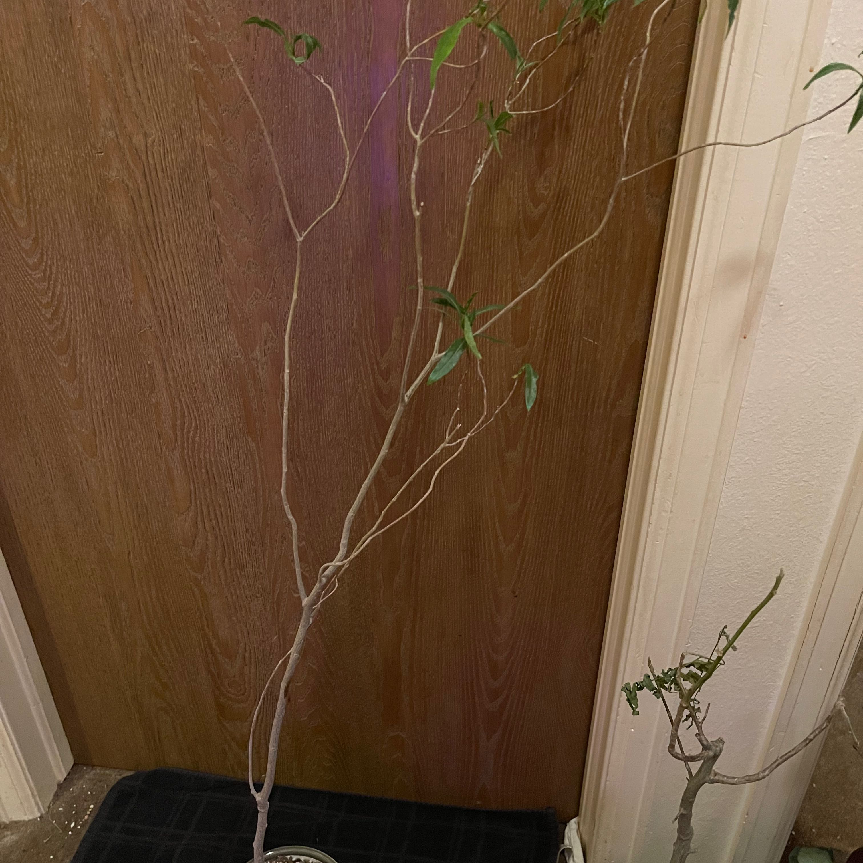 Photo of the plant species Fony Baobab by @riverzend named baie on Greg, the plant care app