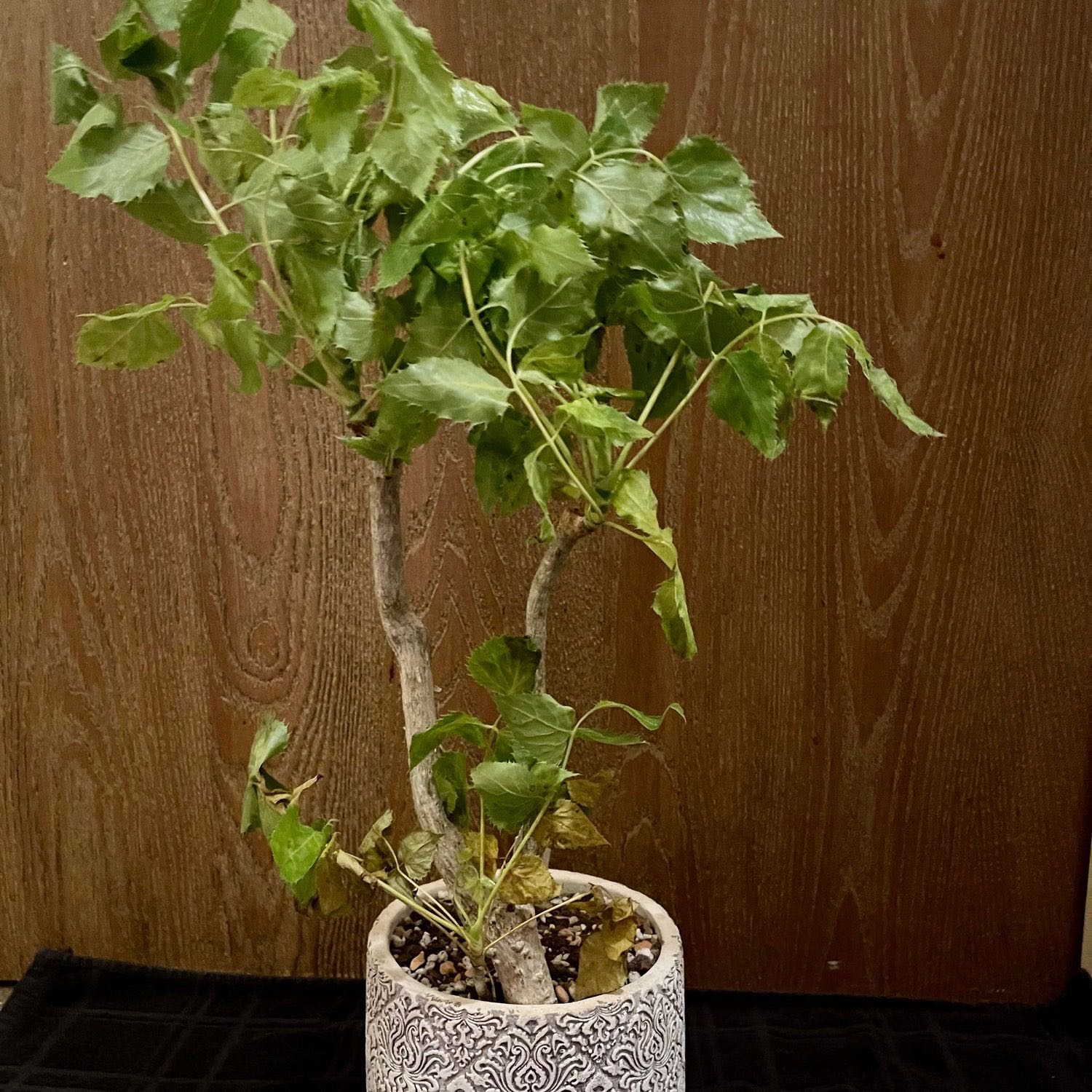 Photo of the plant species Carrot Tree by @riverzend named gulrót on Greg, the plant care app