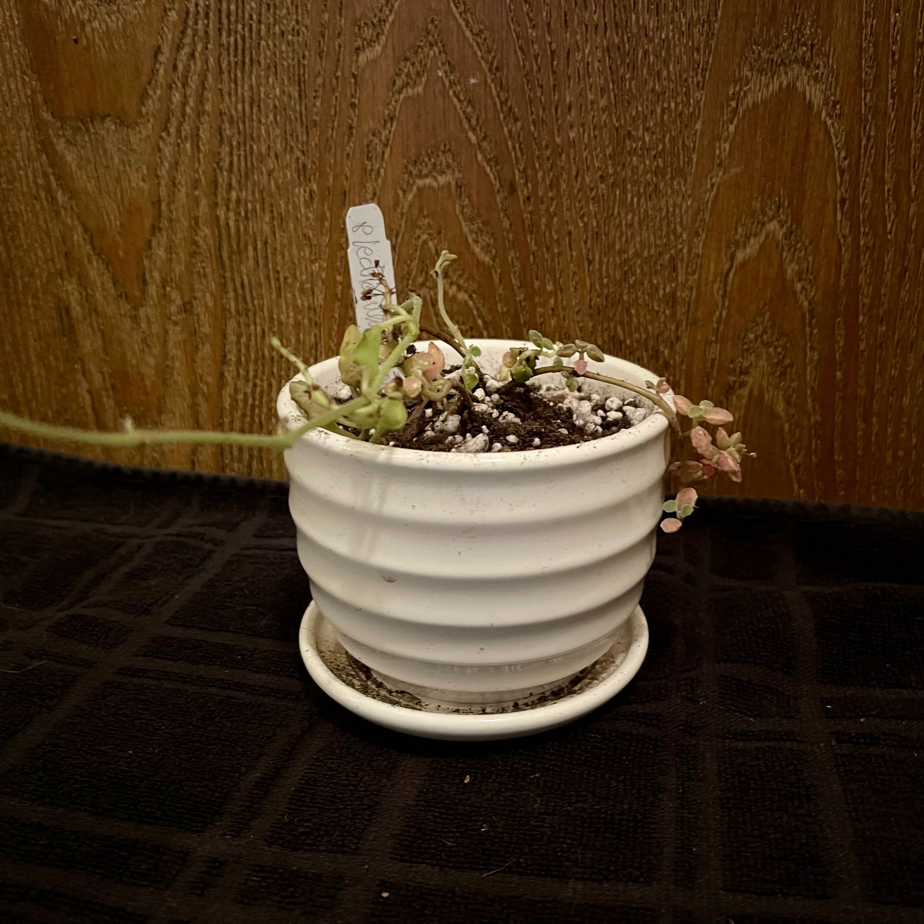 Photo of the plant species Succulent Swedish Ivy by @riverzend named kodda on Greg, the plant care app