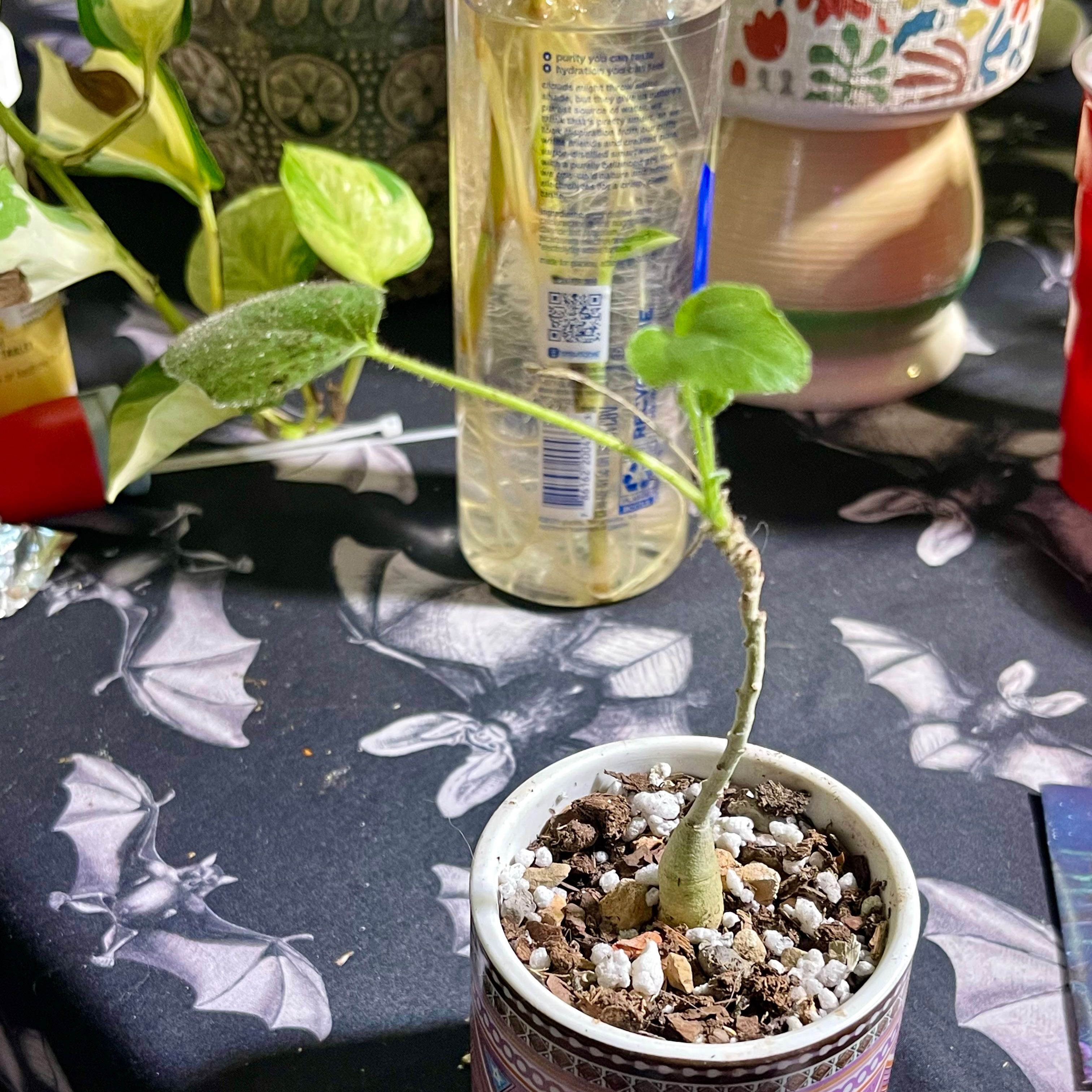 Photo of the plant species Uncarina roeoesliana by @riverzend named tolanaro on Greg, the plant care app