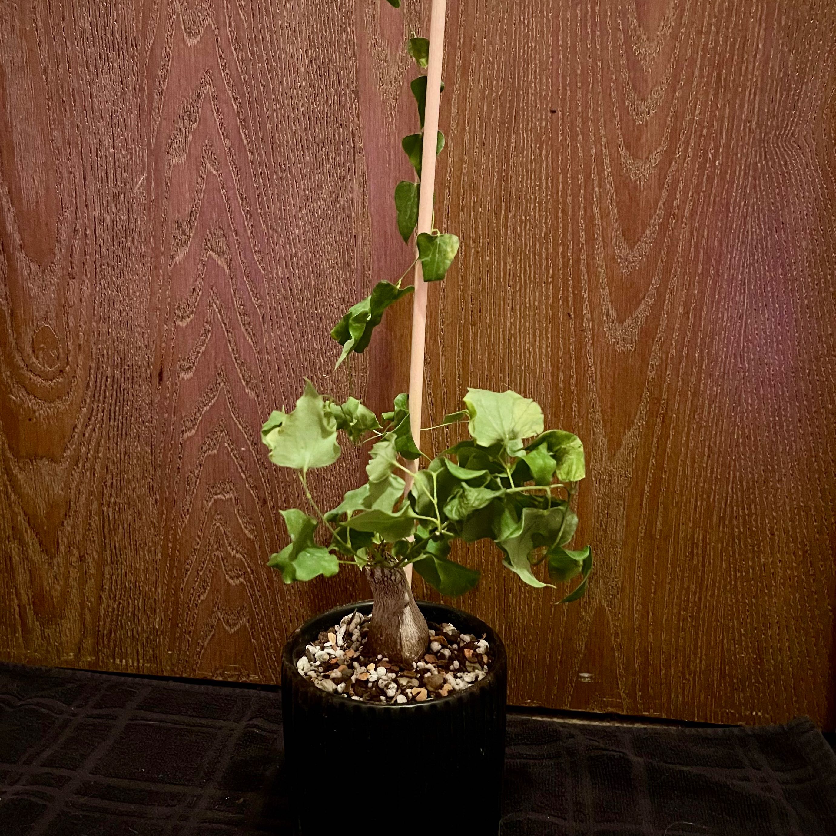 Photo of the plant species Forest Elephant's Foot by @riverzend named skógur on Greg, the plant care app