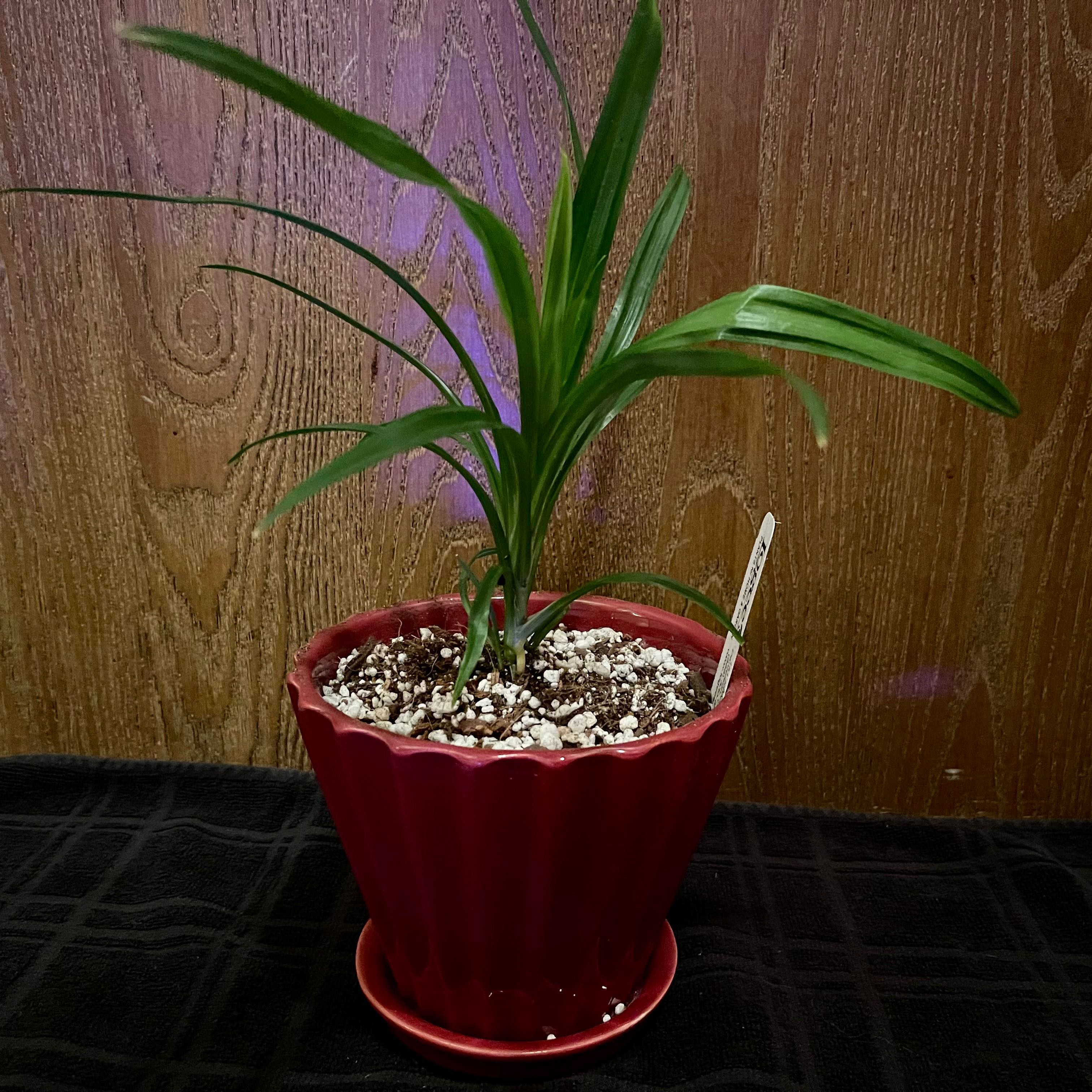 Potted Pandan plant with long, narrow leaves in a red pot. Soil is visible.