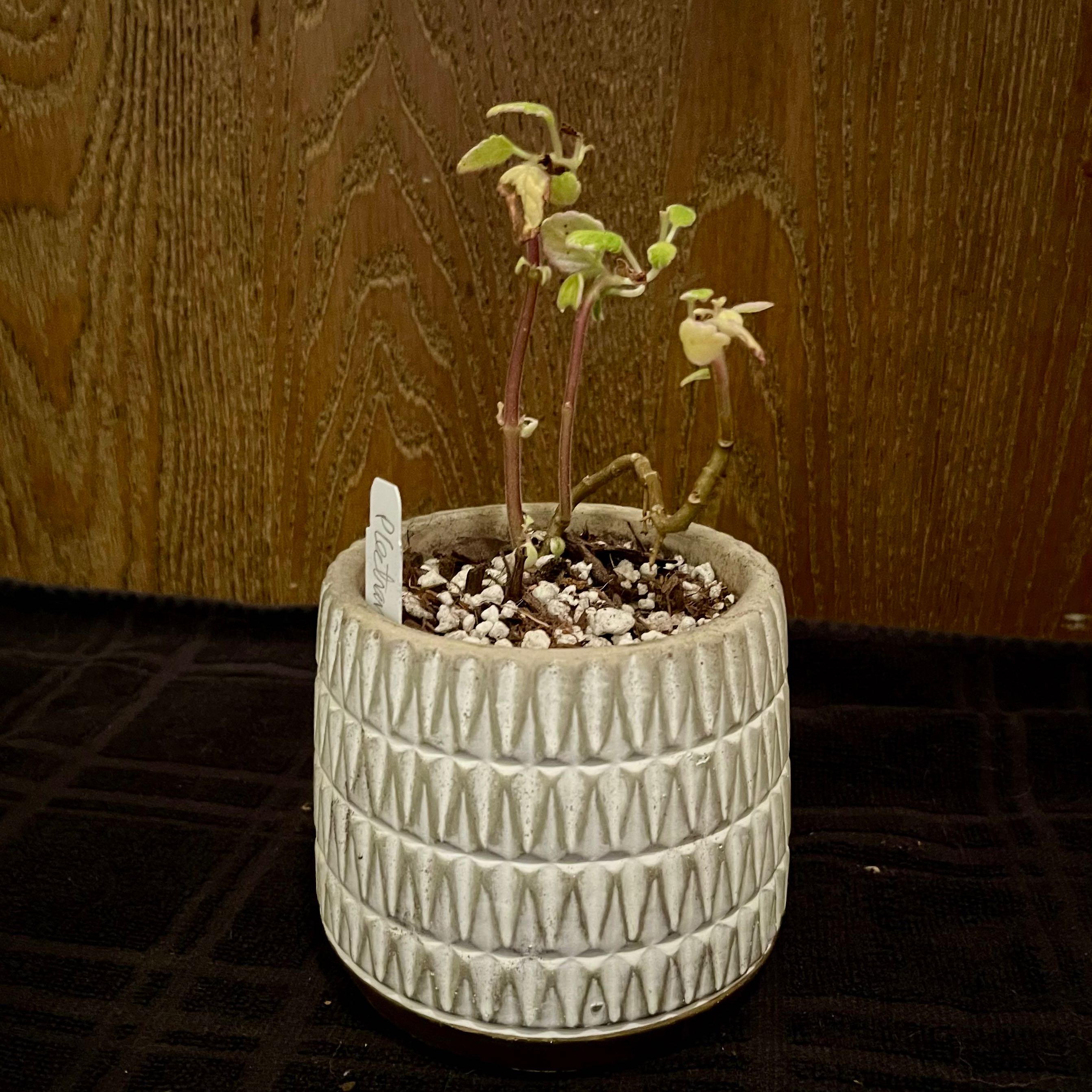 Photo of the plant species Variegated Mint Leaf by @riverzend named myntublaða on Greg, the plant care app