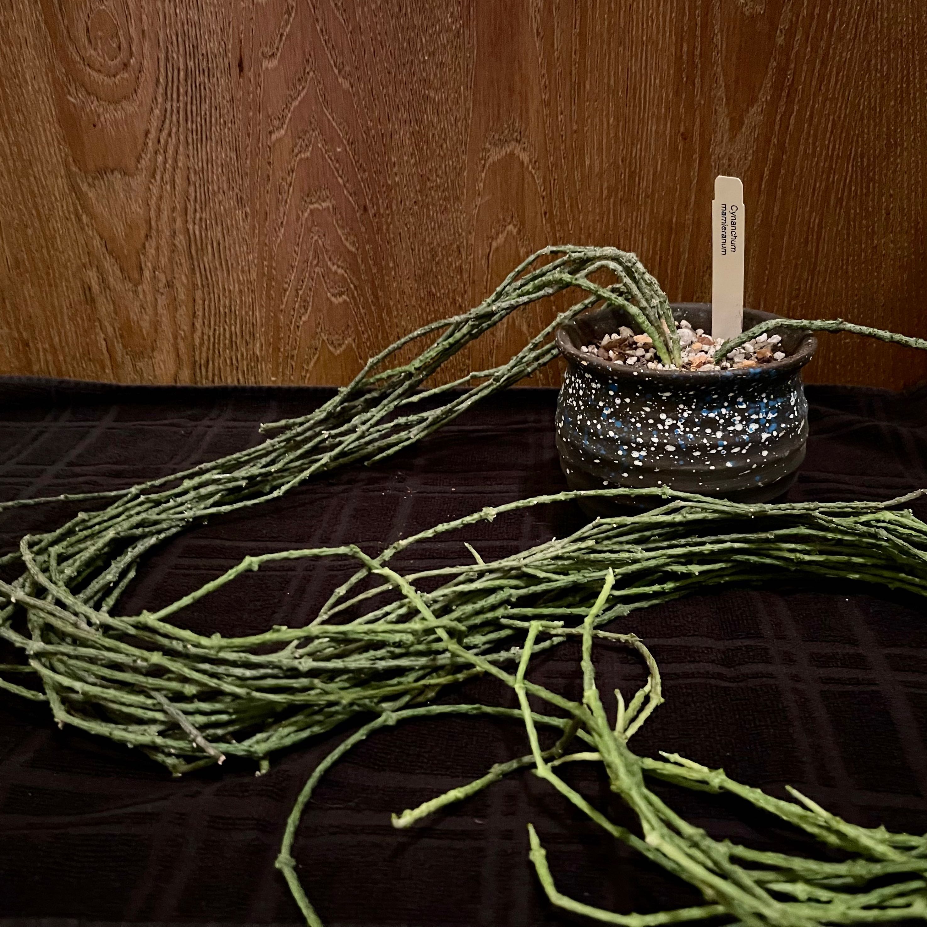 Photo of the plant species Bundle of Sticks by @riverzend named prik on Greg, the plant care app