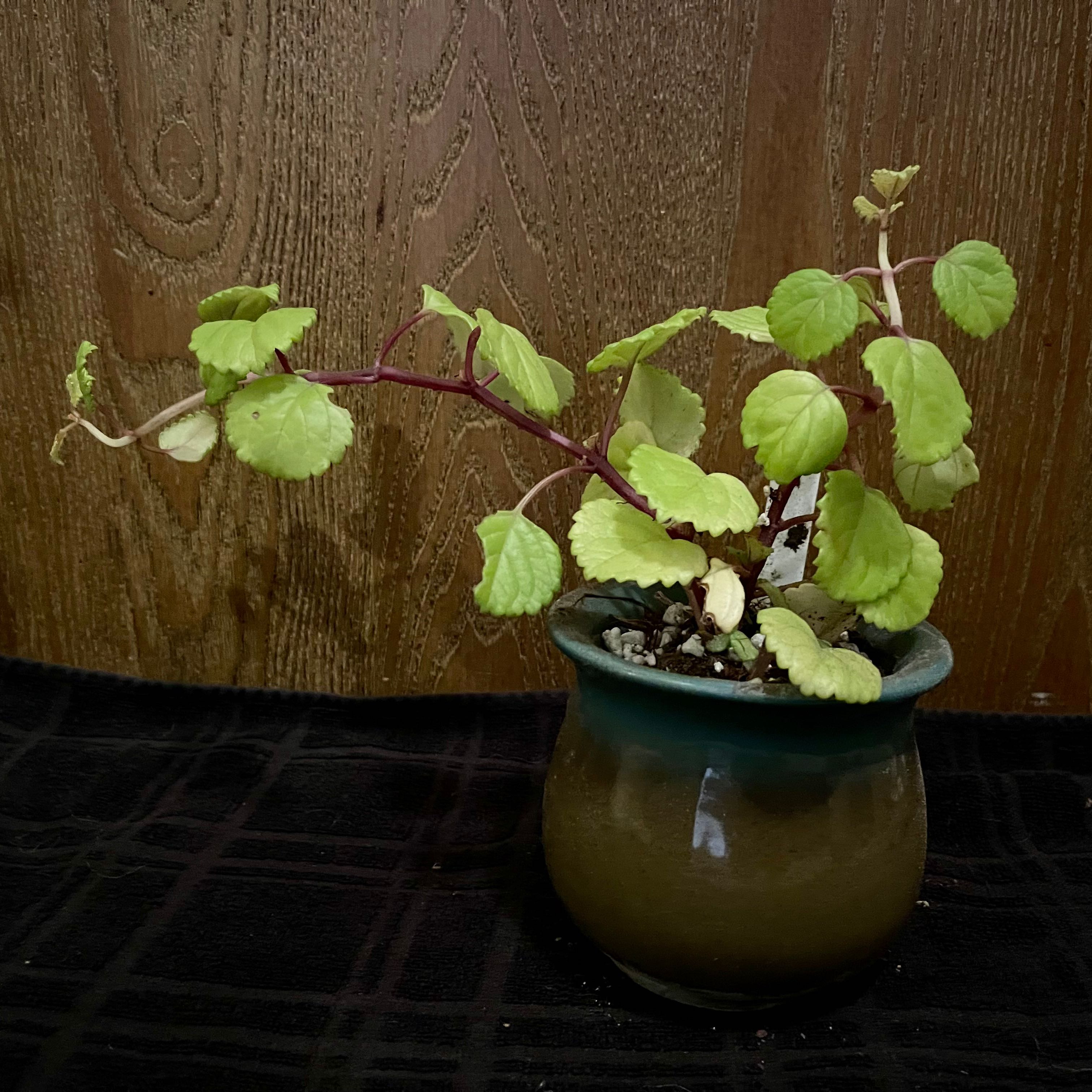 Photo of the plant species Swedish Ivy by @riverzend named sænska on Greg, the plant care app