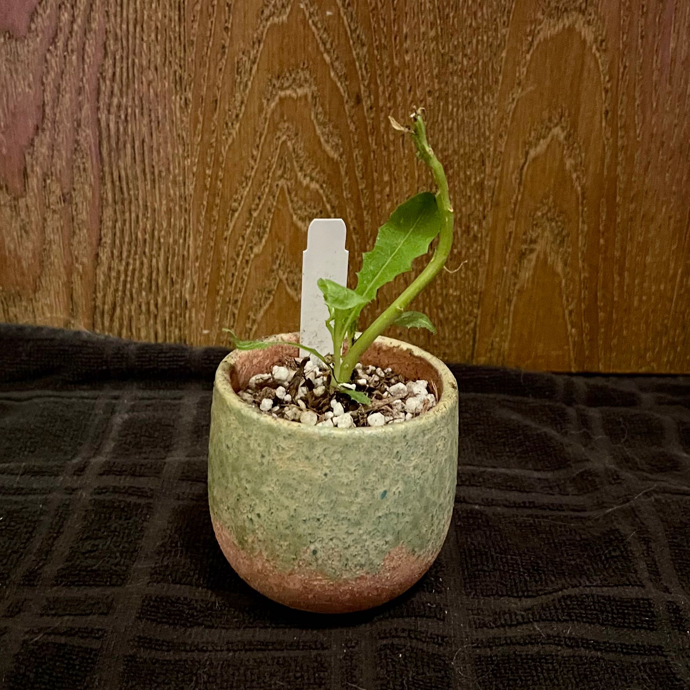 Photo of the plant species Cheshire Cat Plant by @riverzend named undraland on Greg, the plant care app