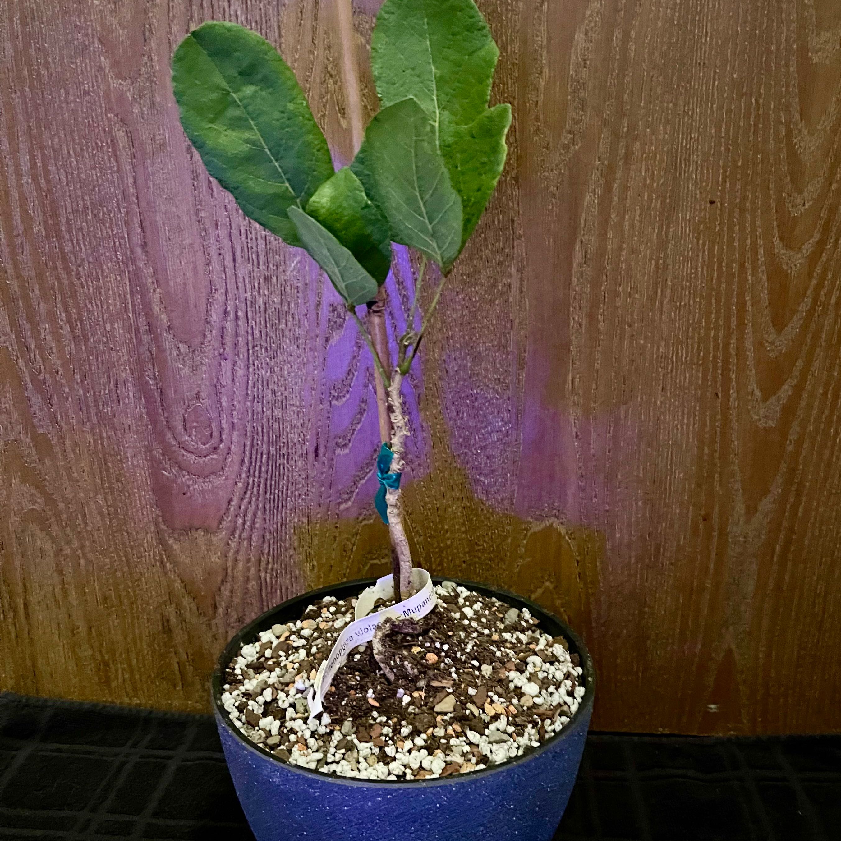 Photo of the plant species Philenoptera violacea by @riverzend named rigning on Greg, the plant care app