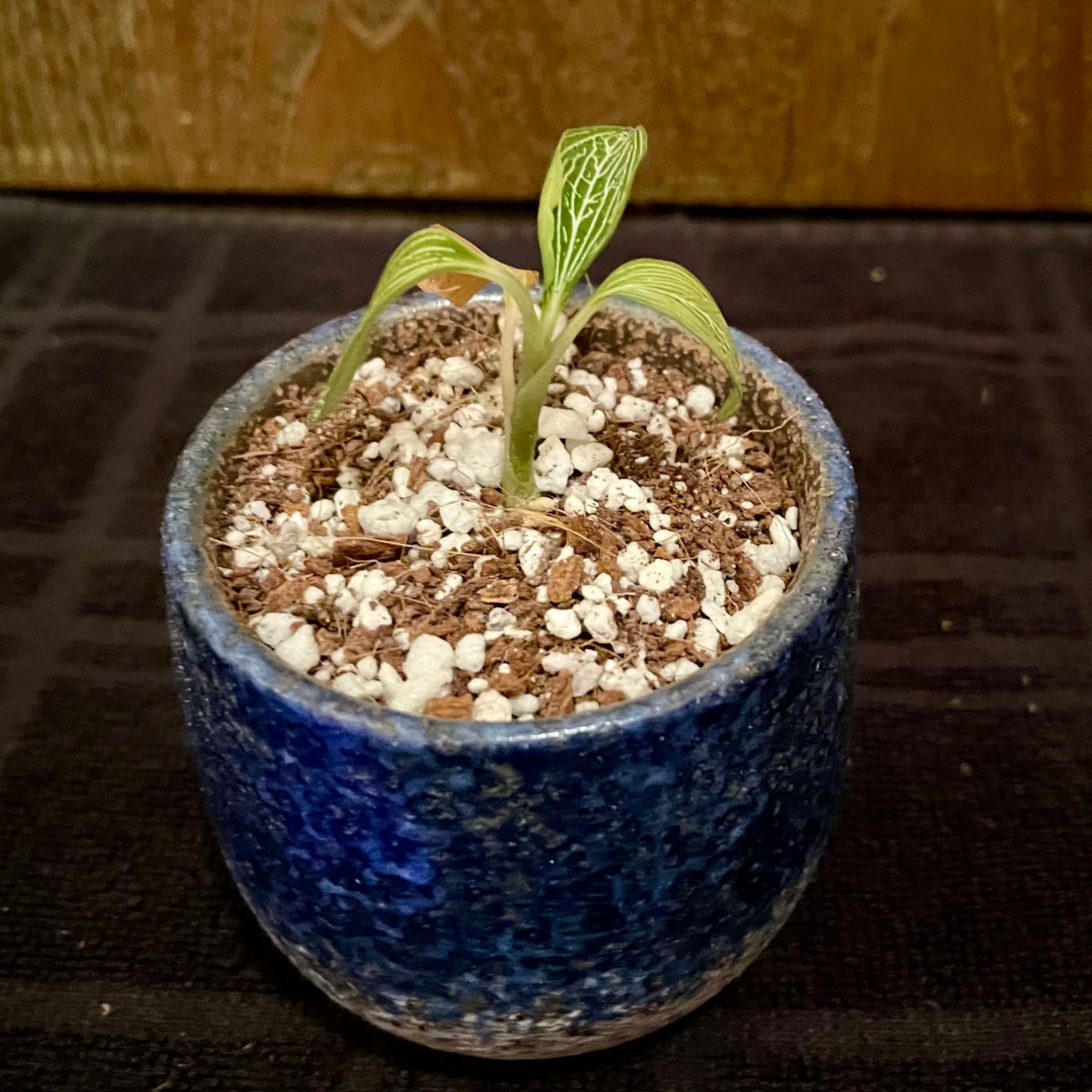 Small Black Velvet Jewel Orchid in a blue pot with visible soil.