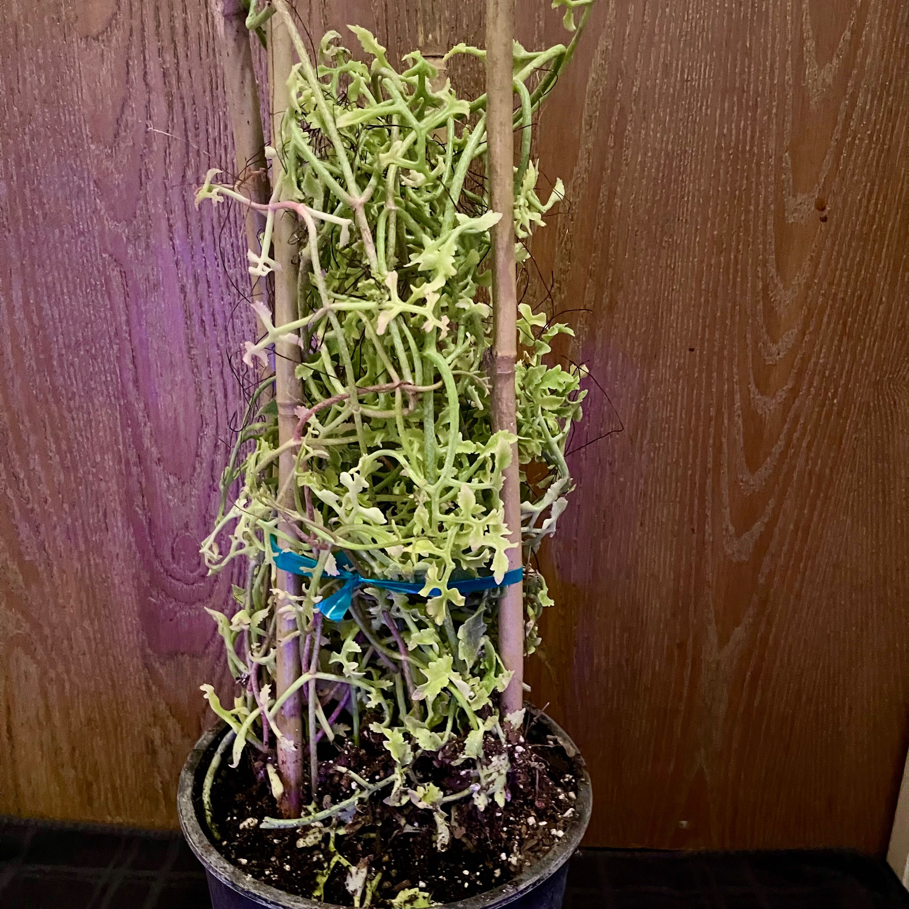 Photo of the plant species Kalanchoe schizophylla by @riverzend named sálfræði on Greg, the plant care app