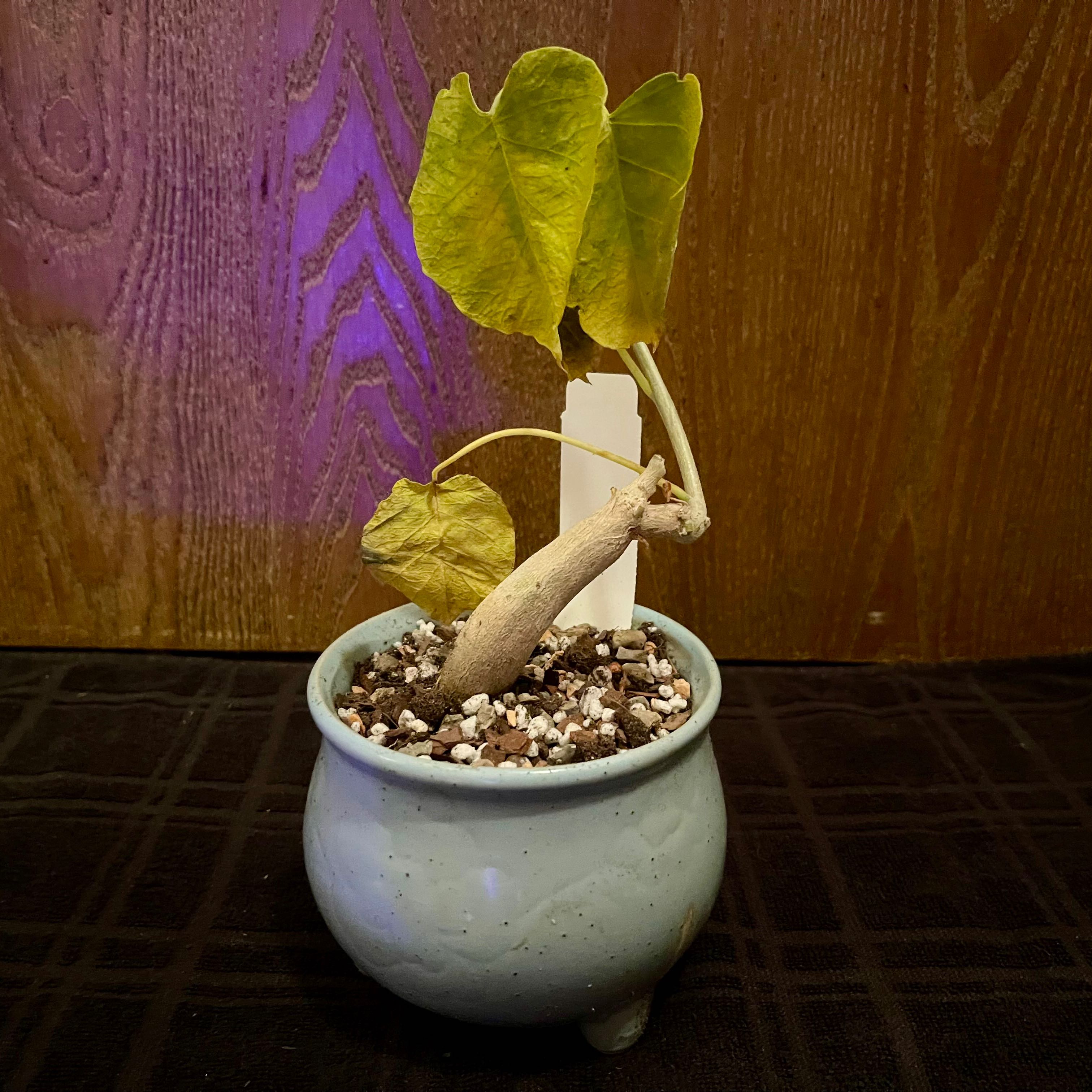 Photo of the plant species Wild Cotton Plant by @riverzend named bómull on Greg, the plant care app