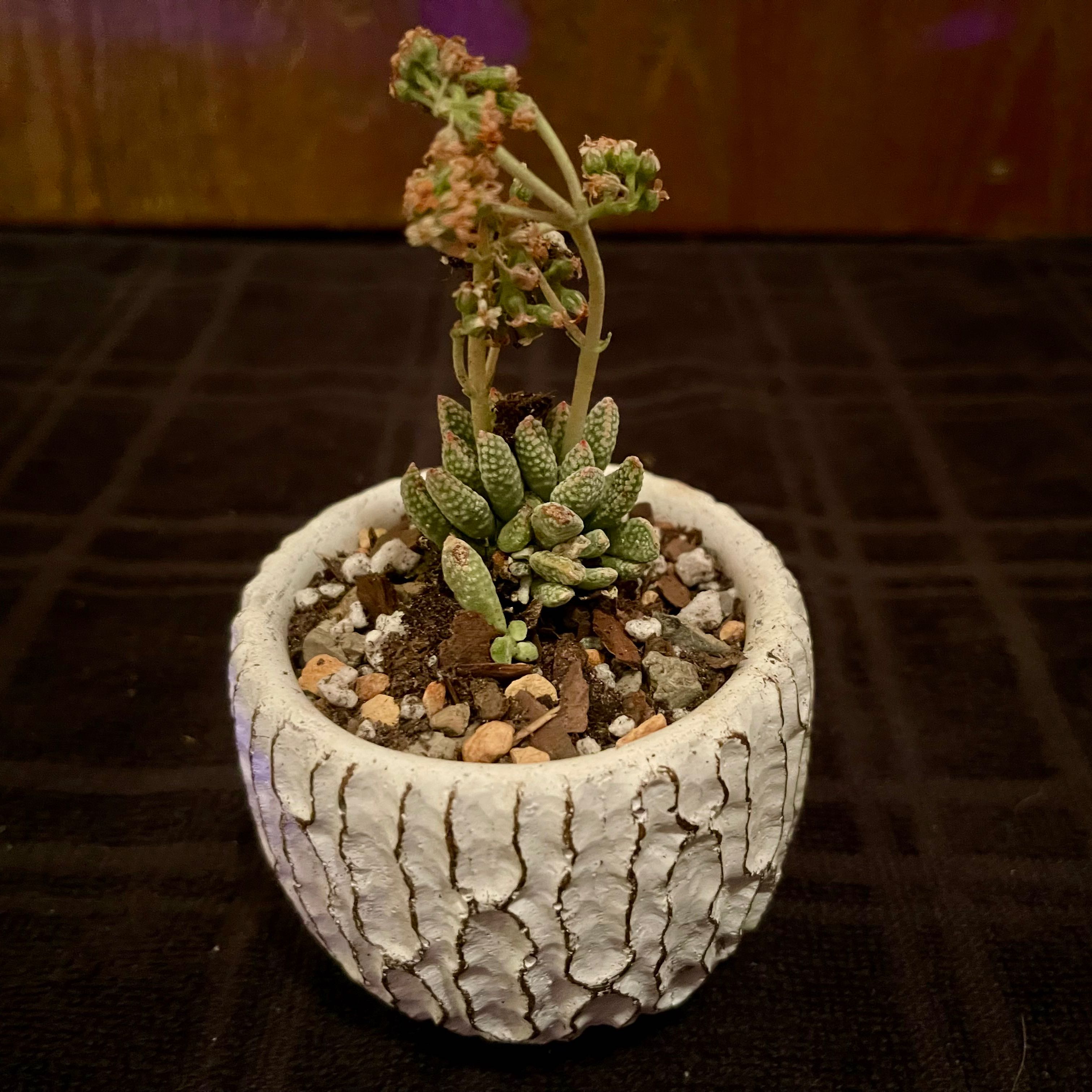 Photo of the plant species Jade Necklace Plant by @riverzend named titan on Greg, the plant care app