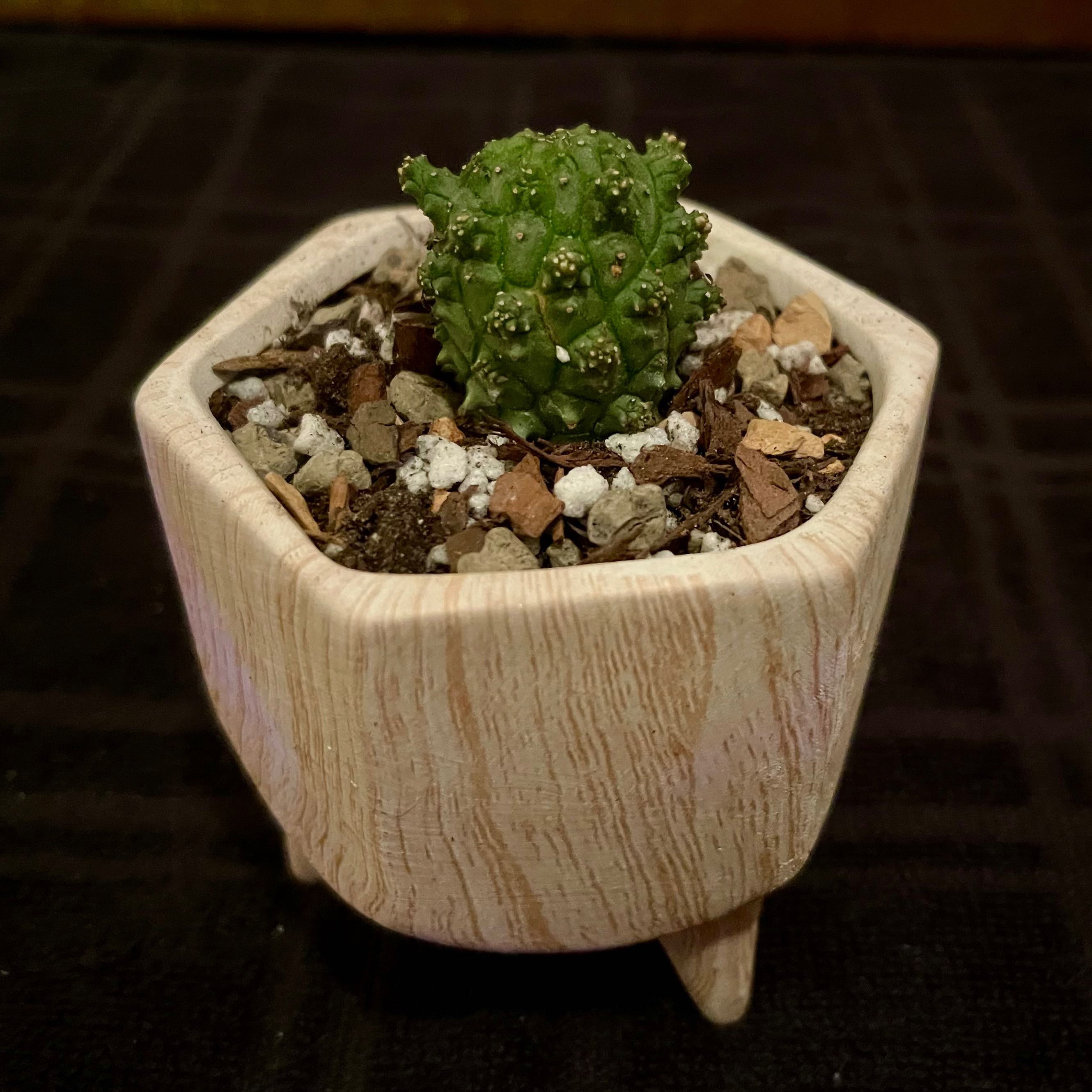 Photo of the plant species Sputnik Flower by @riverzend named vladimir on Greg, the plant care app