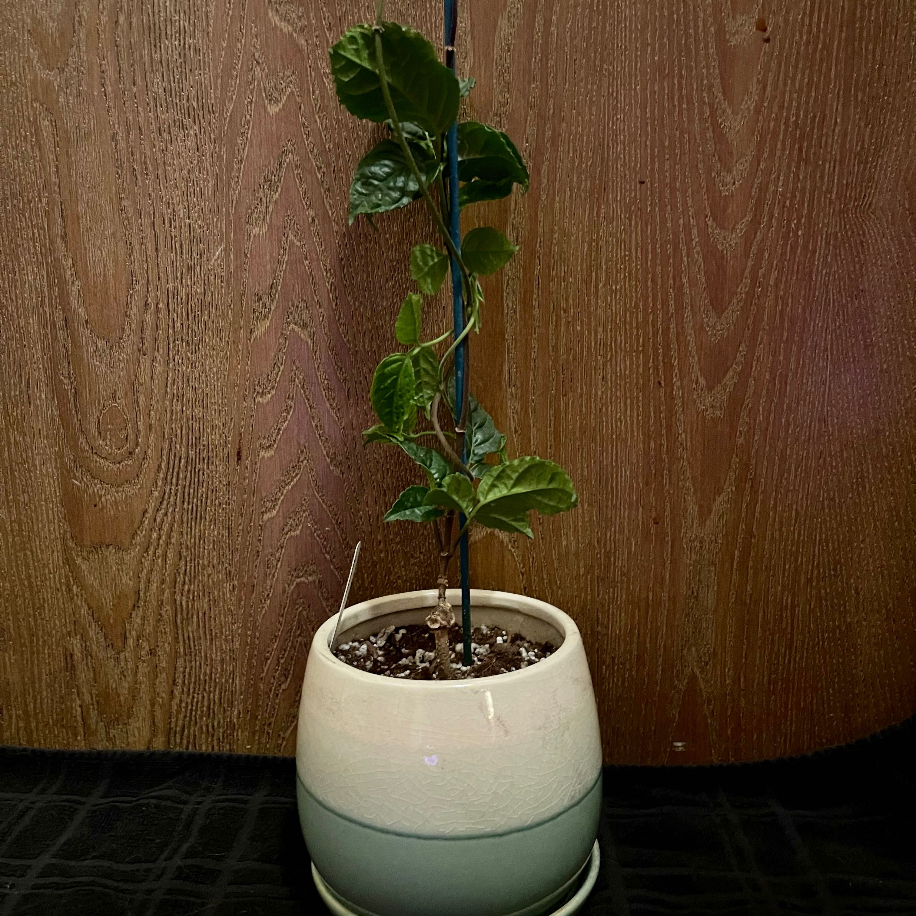 Photo of the plant species New Guinea Trumpet Vine by @riverzend named vínviður on Greg, the plant care app